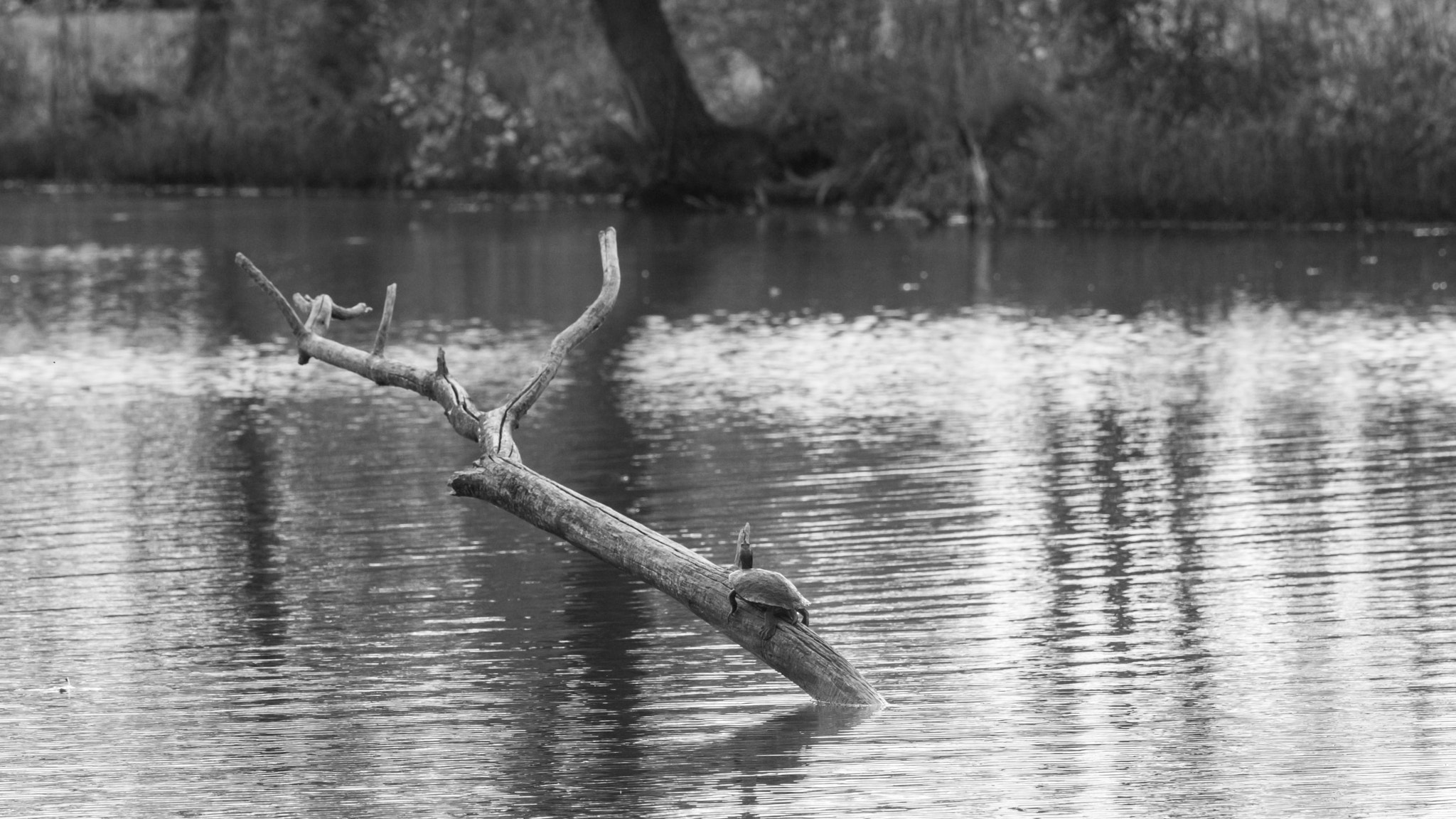 Nikon D800E sample photo. Heron pond photography