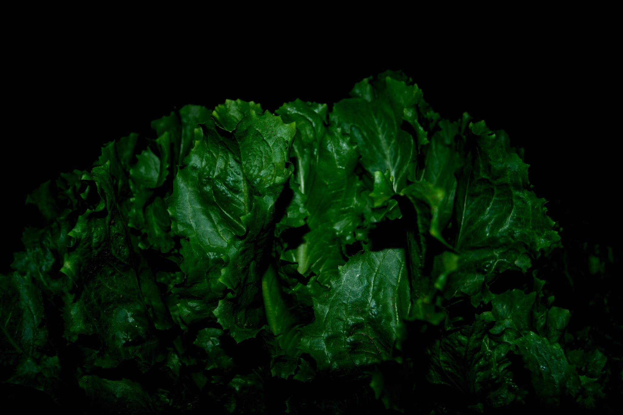 Sony Alpha DSLR-A500 + Sony DT 18-55mm F3.5-5.6 SAM sample photo. Salat photography