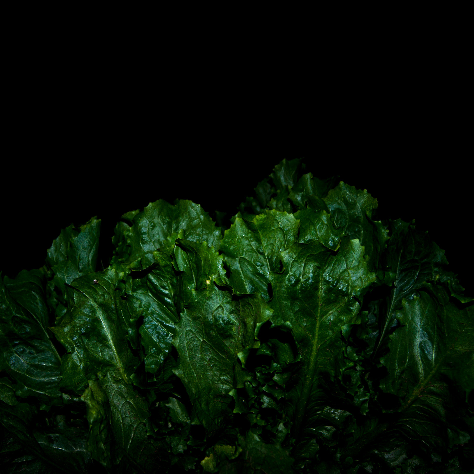Sony Alpha DSLR-A500 + Sony DT 18-55mm F3.5-5.6 SAM sample photo. Salat photography