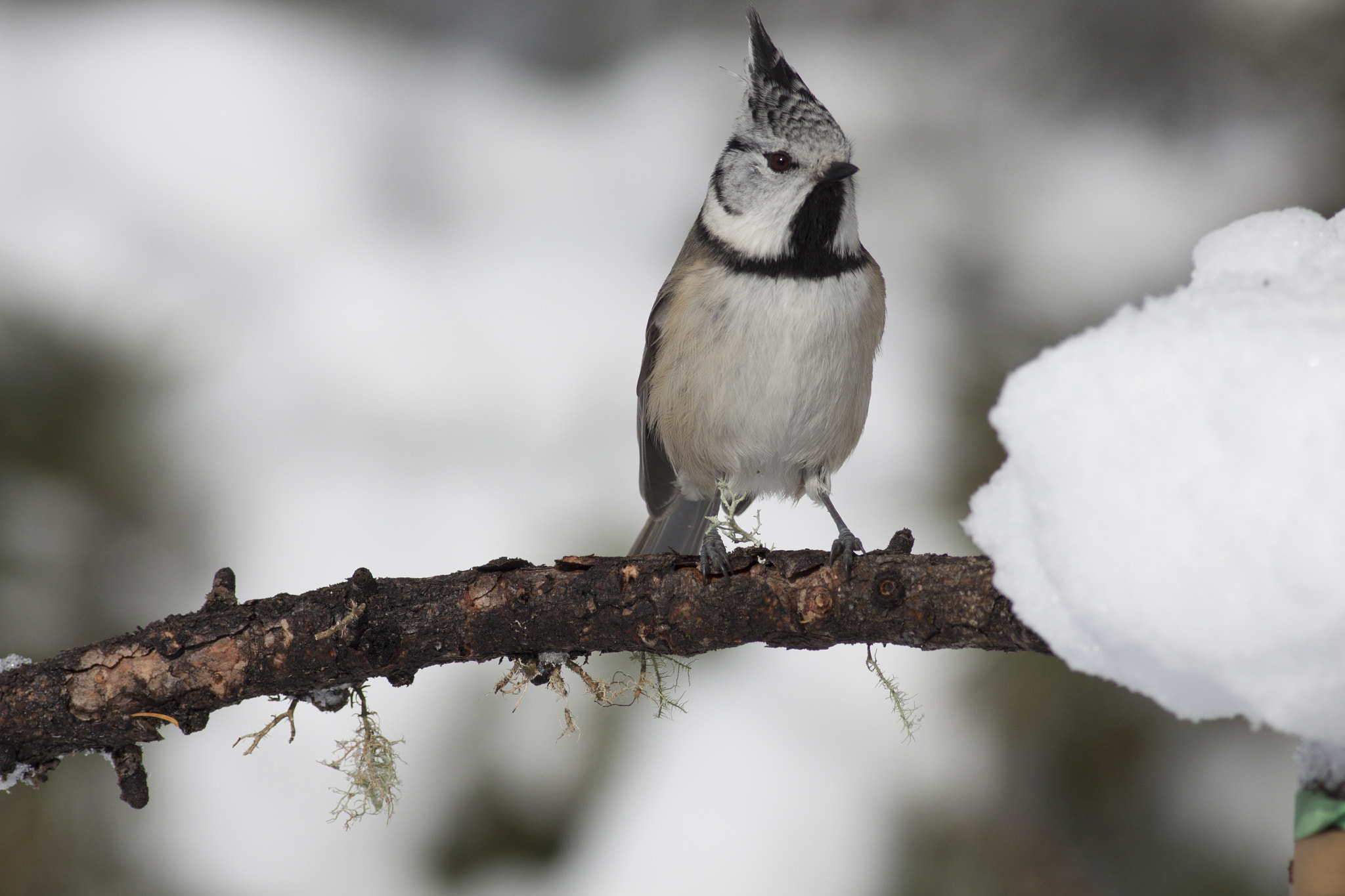 Canon EOS 50D + Canon EF 400mm F5.6L USM sample photo. Little bird photography