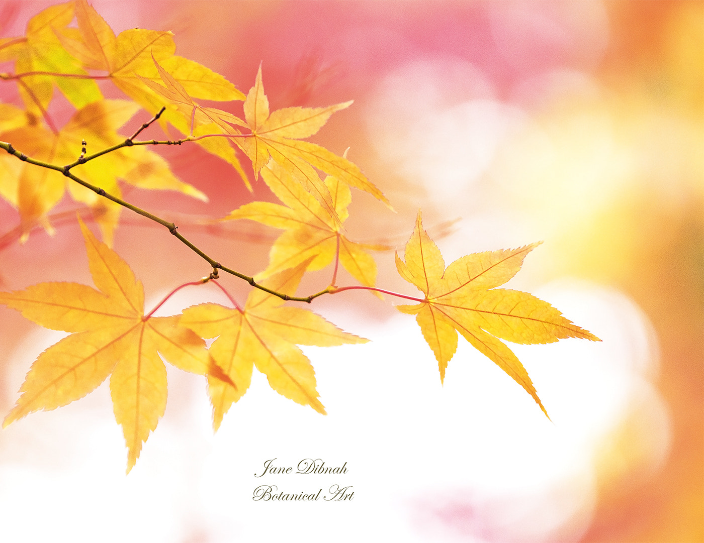 Canon EF 180mm F3.5L Macro USM sample photo. Autumn wonder photography