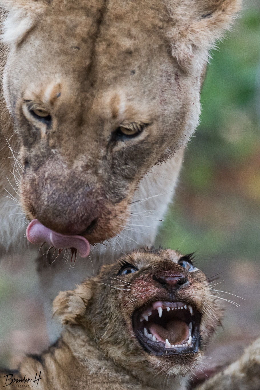 Nikon AF-S Nikkor 400mm F2.8G ED VR II sample photo. Catfight photography