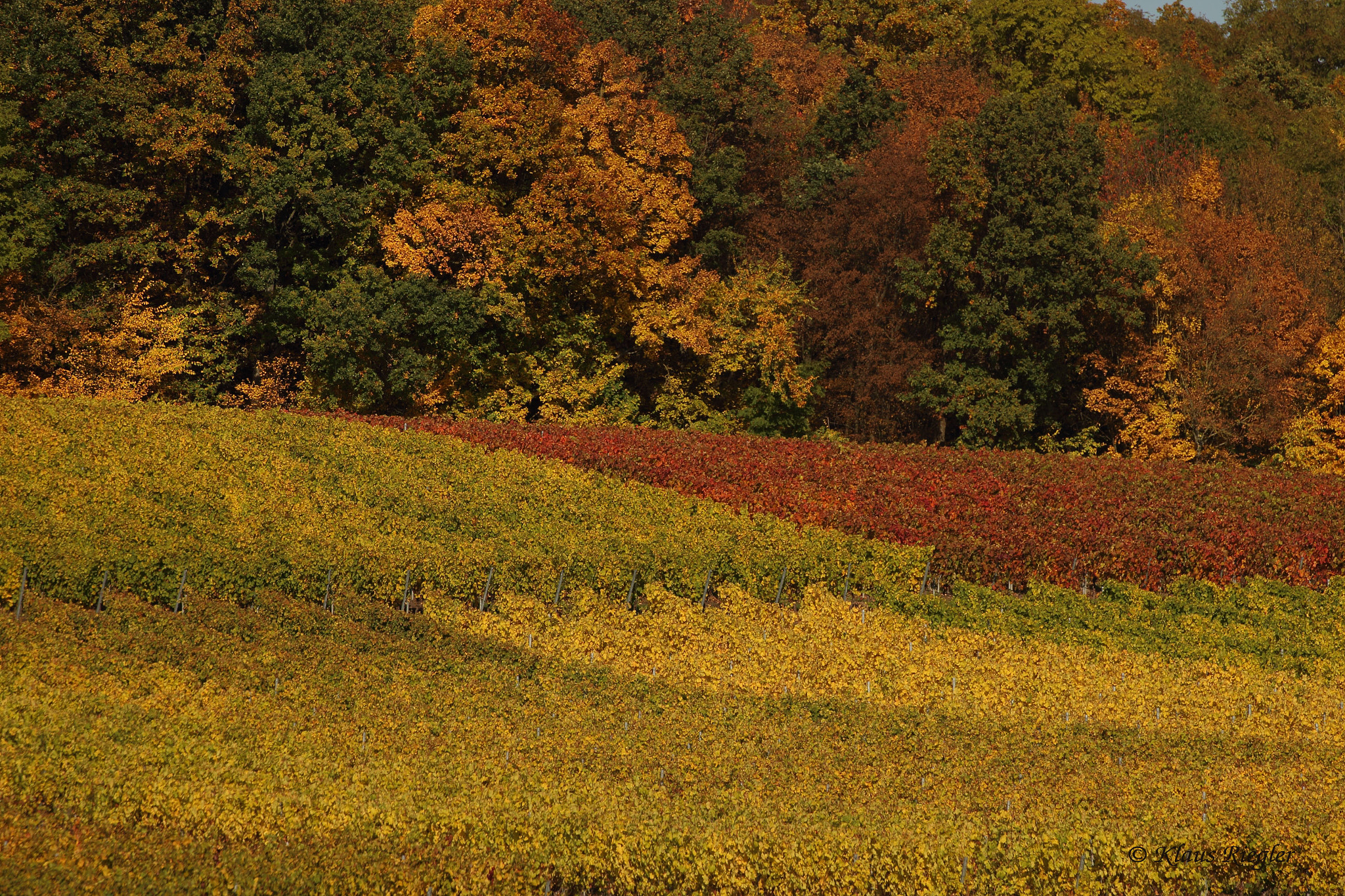 Canon EOS 650D (EOS Rebel T4i / EOS Kiss X6i) sample photo. Viticulture in autumn photography