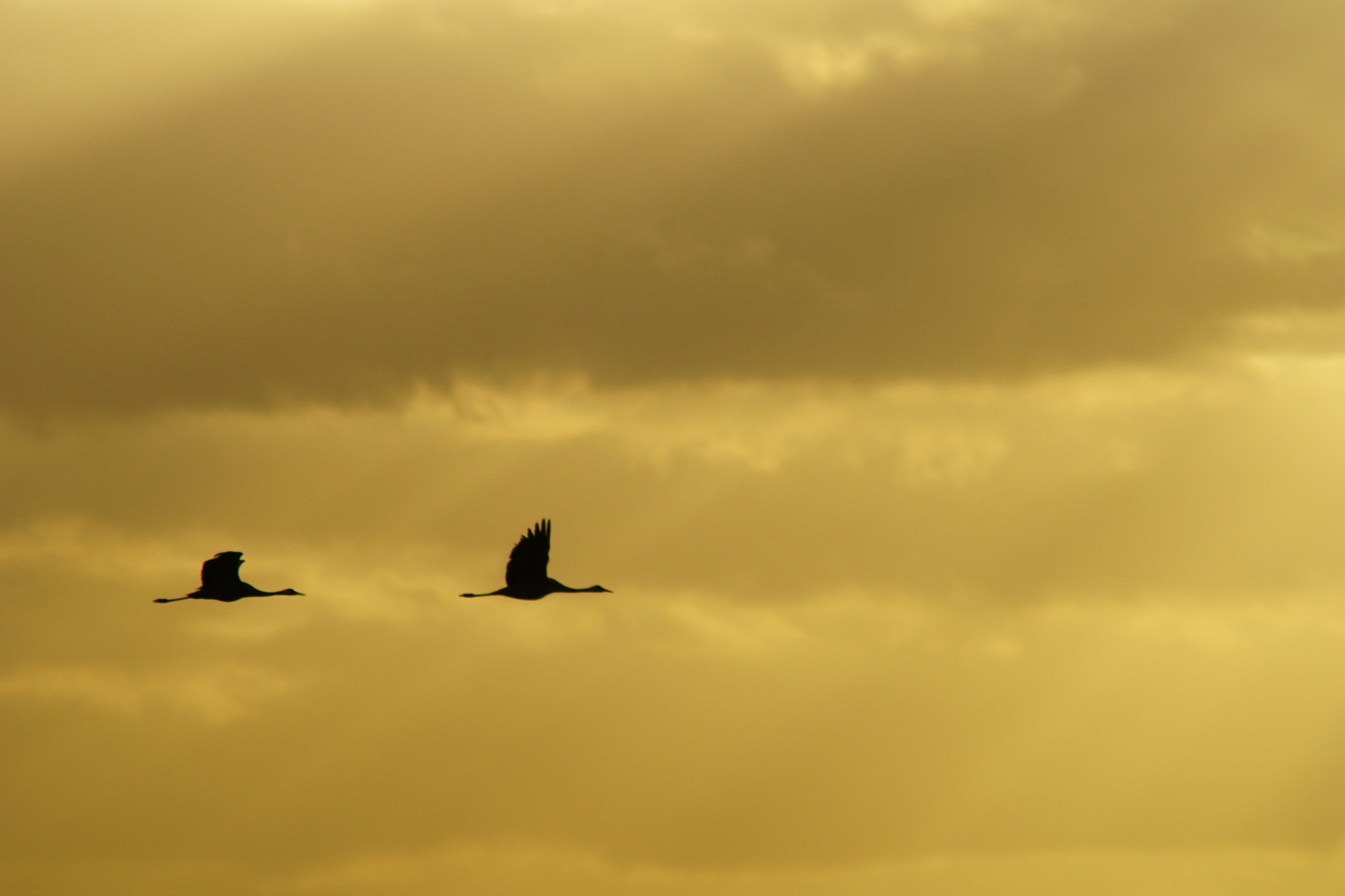 Sony ILCA-77M2 + Minolta AF 80-200mm F2.8 HS-APO G sample photo. Cranes in the sunset photography