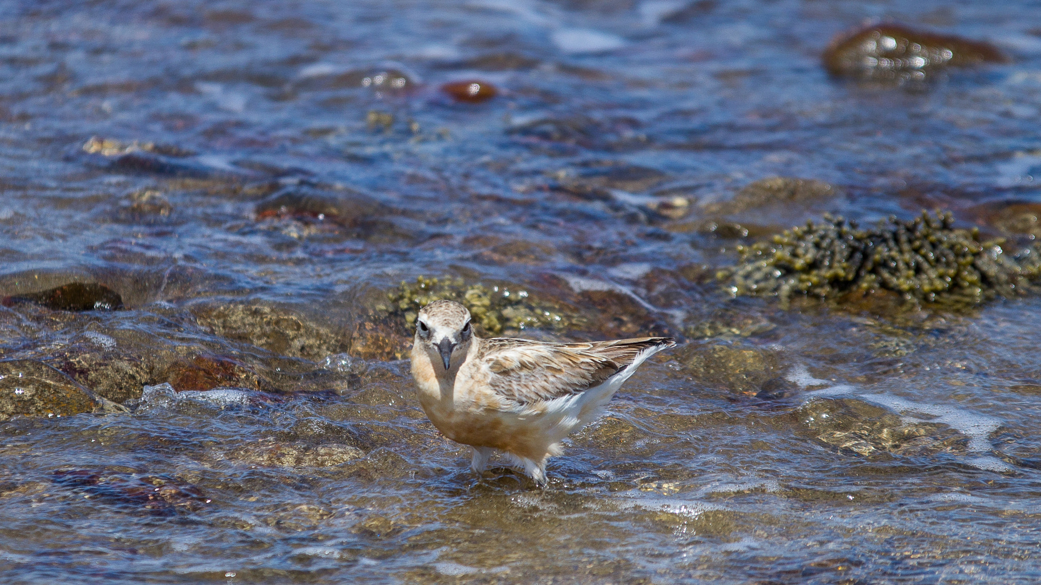 Sigma 70-200mm F2.8 EX DG OS HSM sample photo. Sandpiper photography