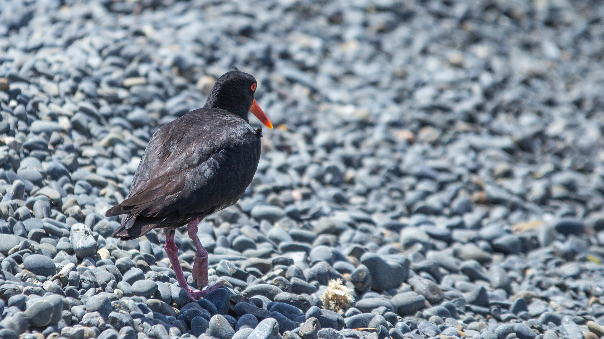 Canon EOS 60D + Sigma 70-200mm F2.8 EX DG OS HSM sample photo. Oyster catcher photography