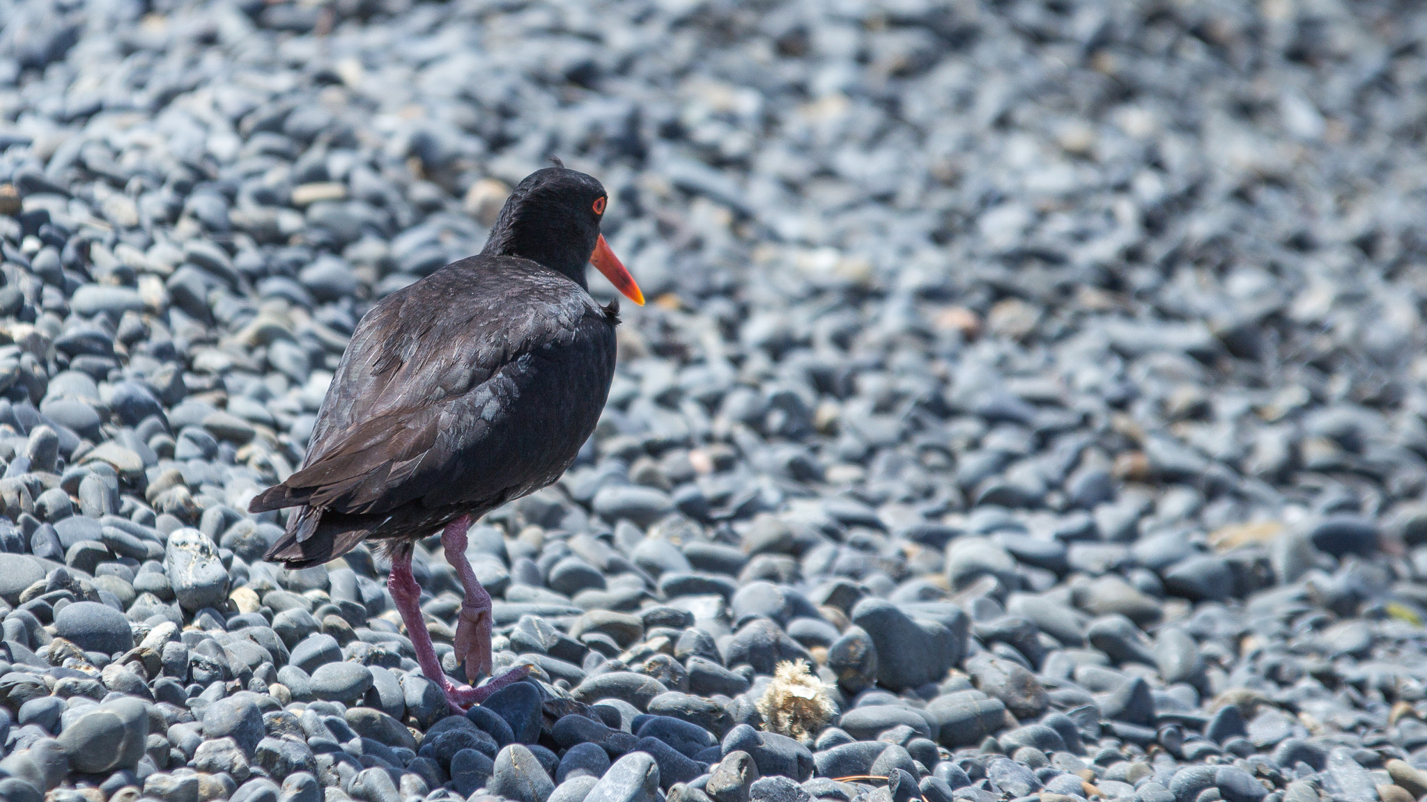 Sigma 70-200mm F2.8 EX DG OS HSM sample photo. Oyster catcher photography