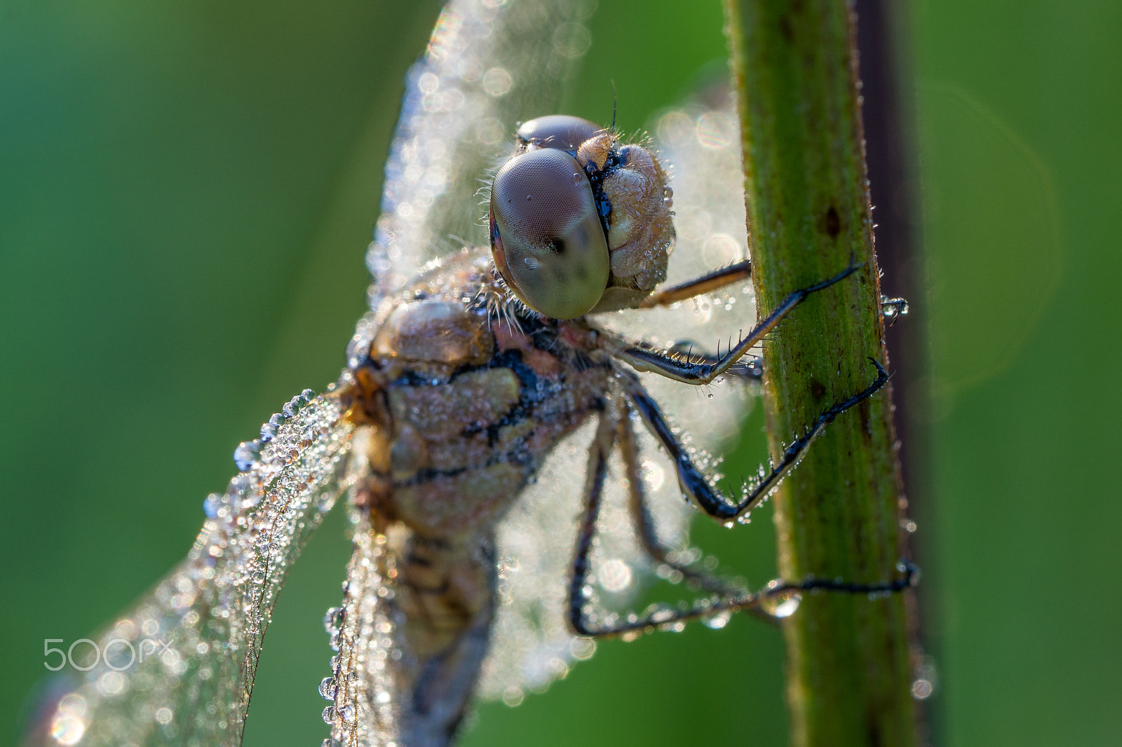 Sony a6000 + Sony FE 90mm F2.8 Macro G OSS sample photo. Dragonfly with dew photography