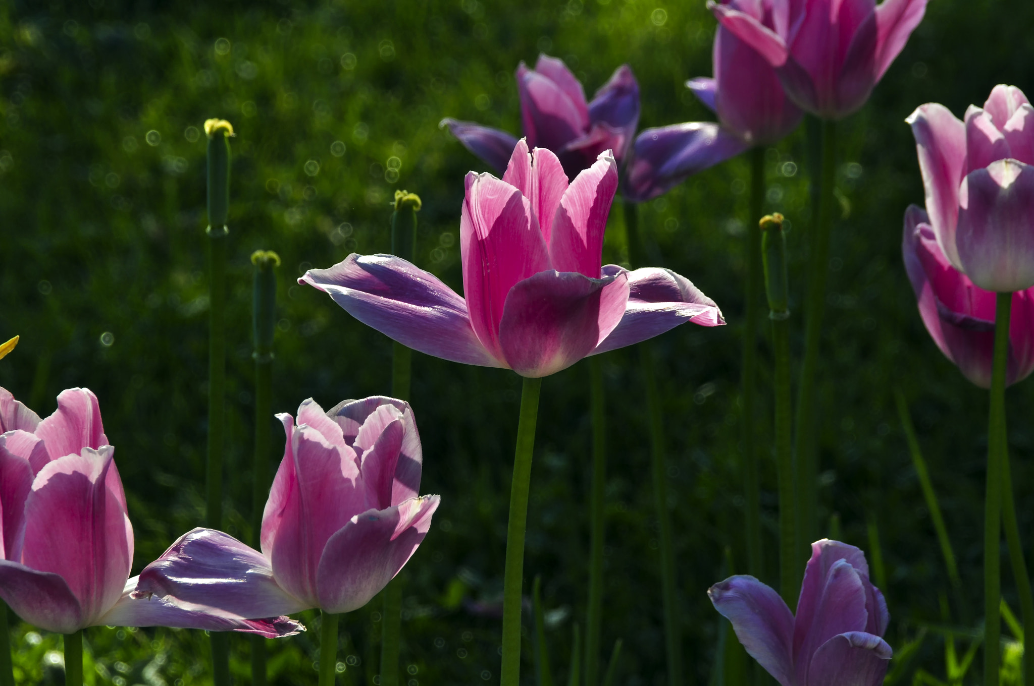 Nikon D5000 sample photo. Eflatun photography