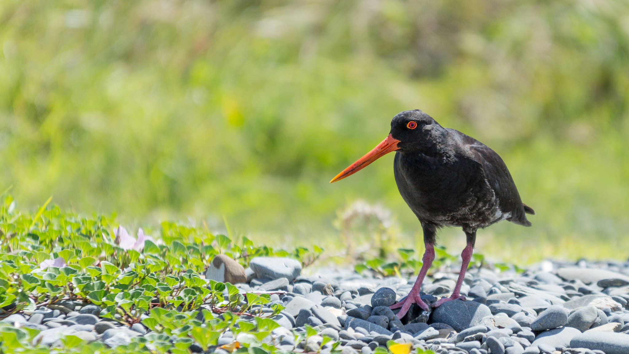 Canon EOS 60D + Sigma 70-200mm F2.8 EX DG OS HSM sample photo. Oyster catcher photography