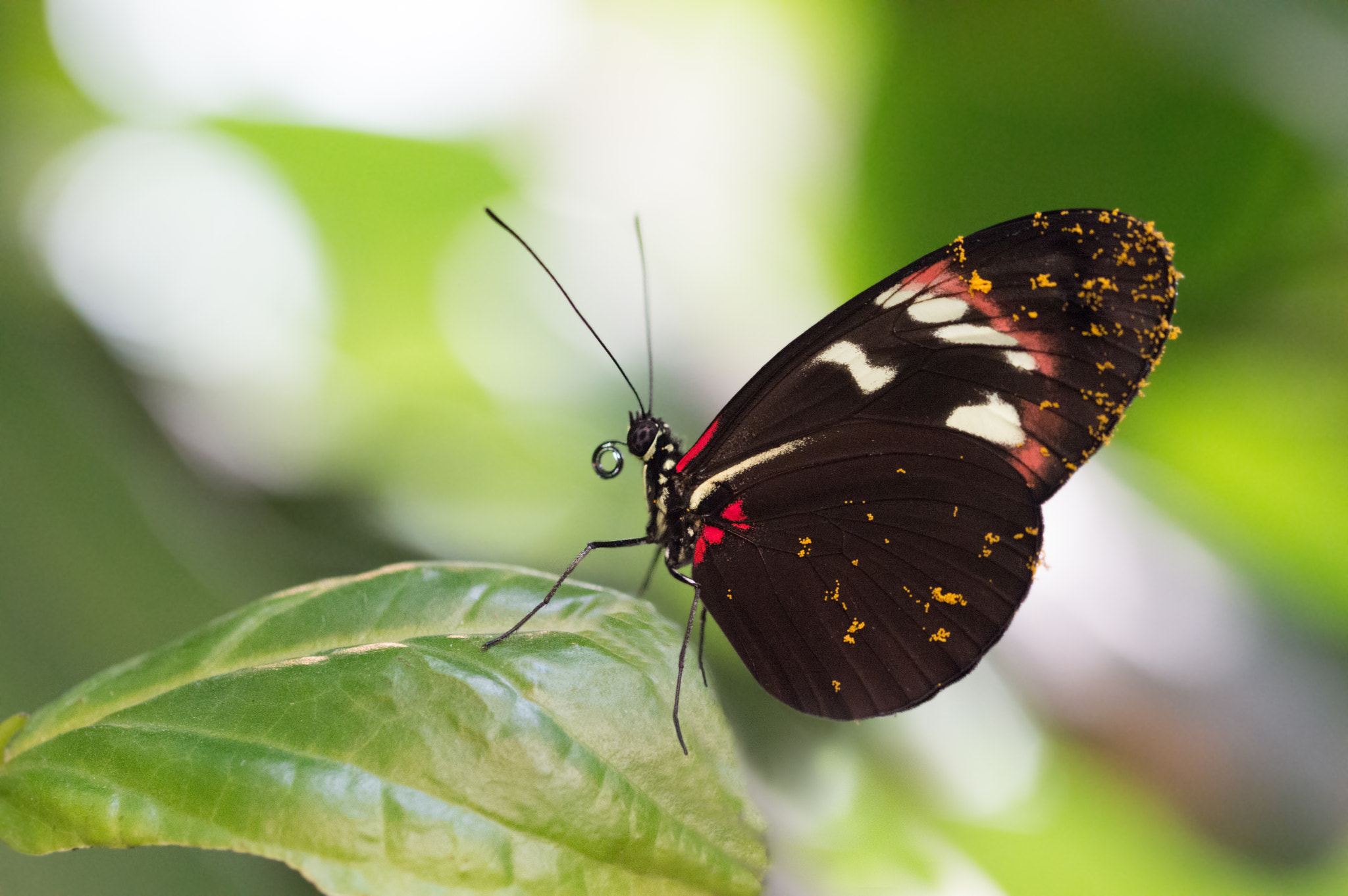 Sigma 105mm F2.8 EX DG OS HSM sample photo. Golden sparkle photography