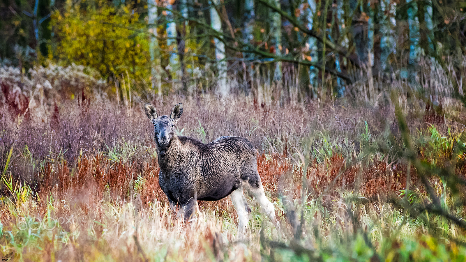 Sigma 150-600mm F5-6.3 DG OS HSM | C sample photo. Autumn  moose photography