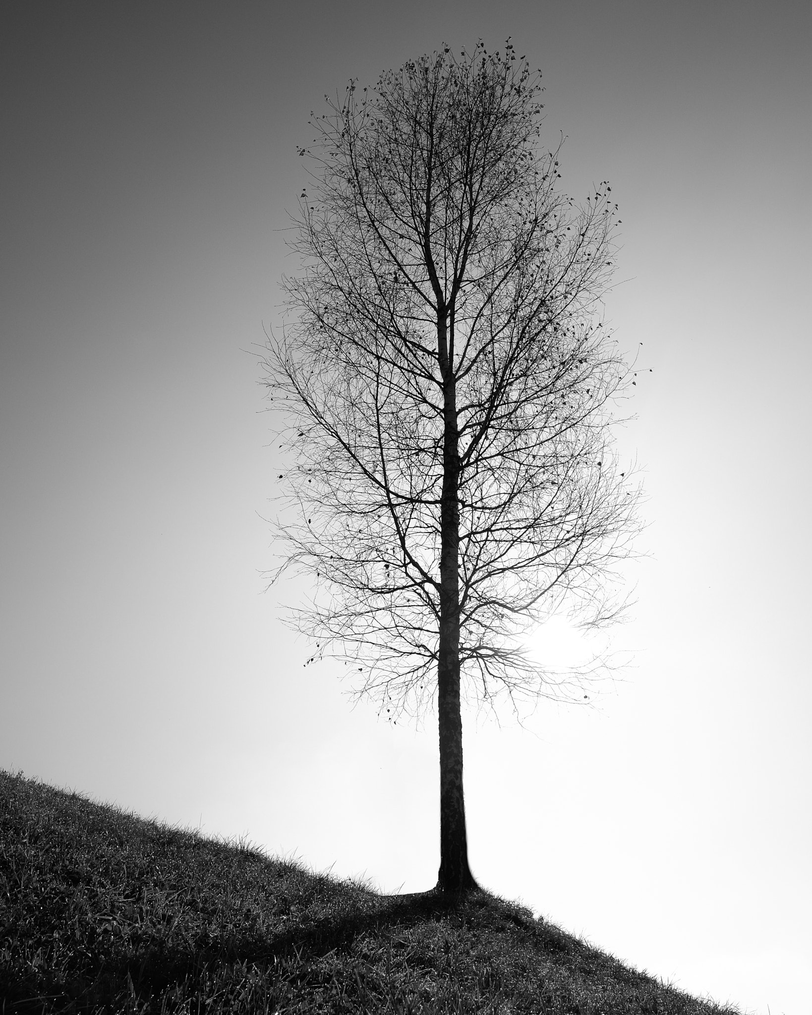 Fujifilm X-T10 + Fujifilm XF 16mm F1.4 R WR sample photo. Tree photography