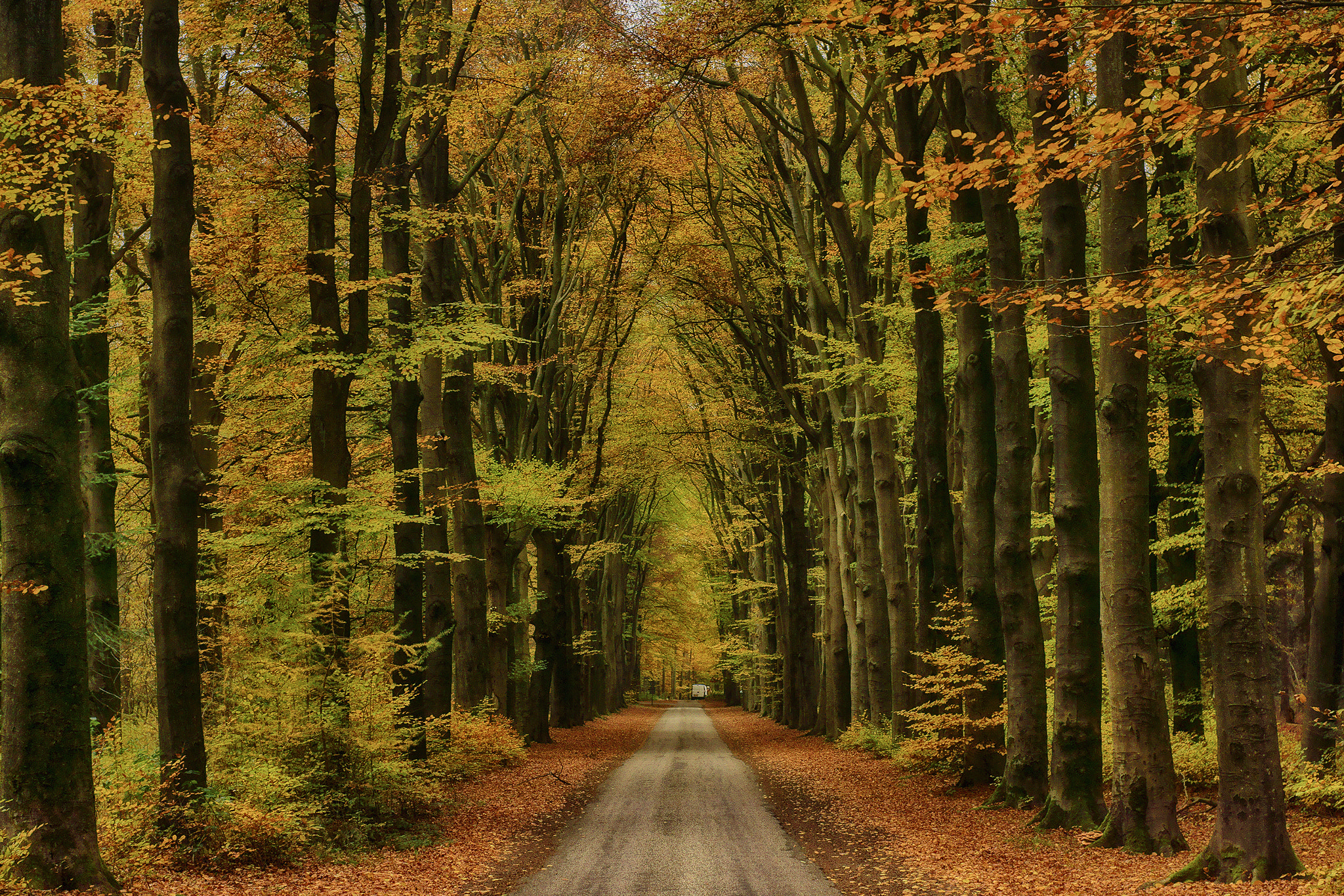 Sony SLT-A65 (SLT-A65V) + Minolta AF 50mm F1.7 sample photo. Guess what, autumn! photography