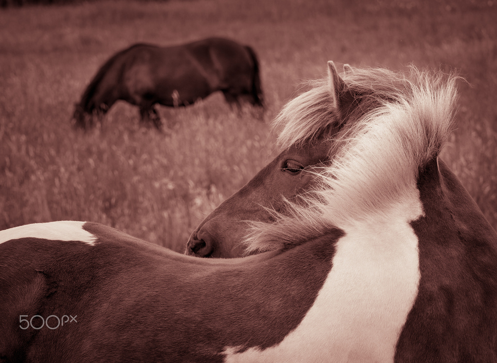 Olympus OM-D E-M5 sample photo. Two horses photography