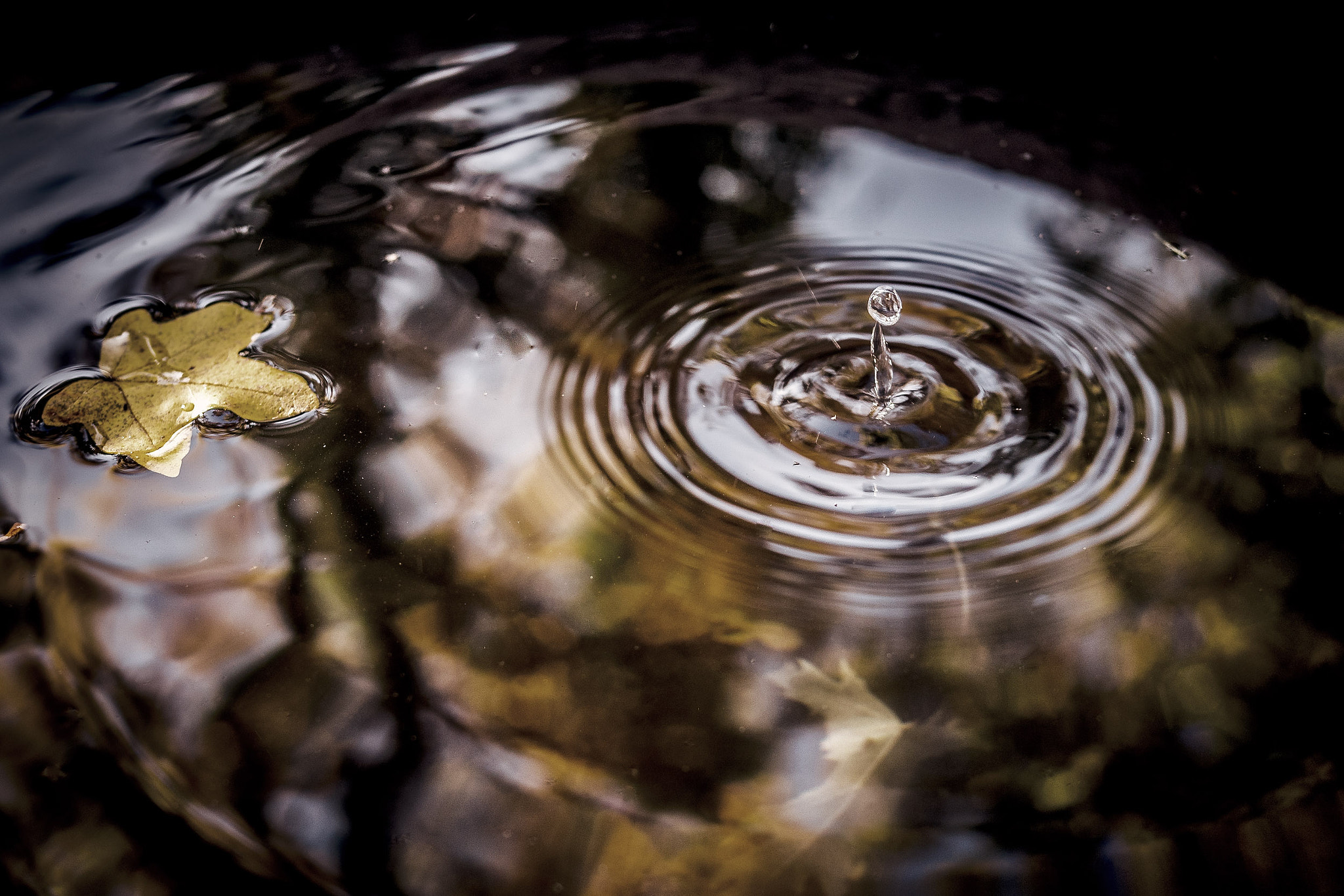 Panasonic Lumix DMC-GX8 + Panasonic Leica DG Summilux 25mm F1.4 II ASPH sample photo. Cemetery leafs photography