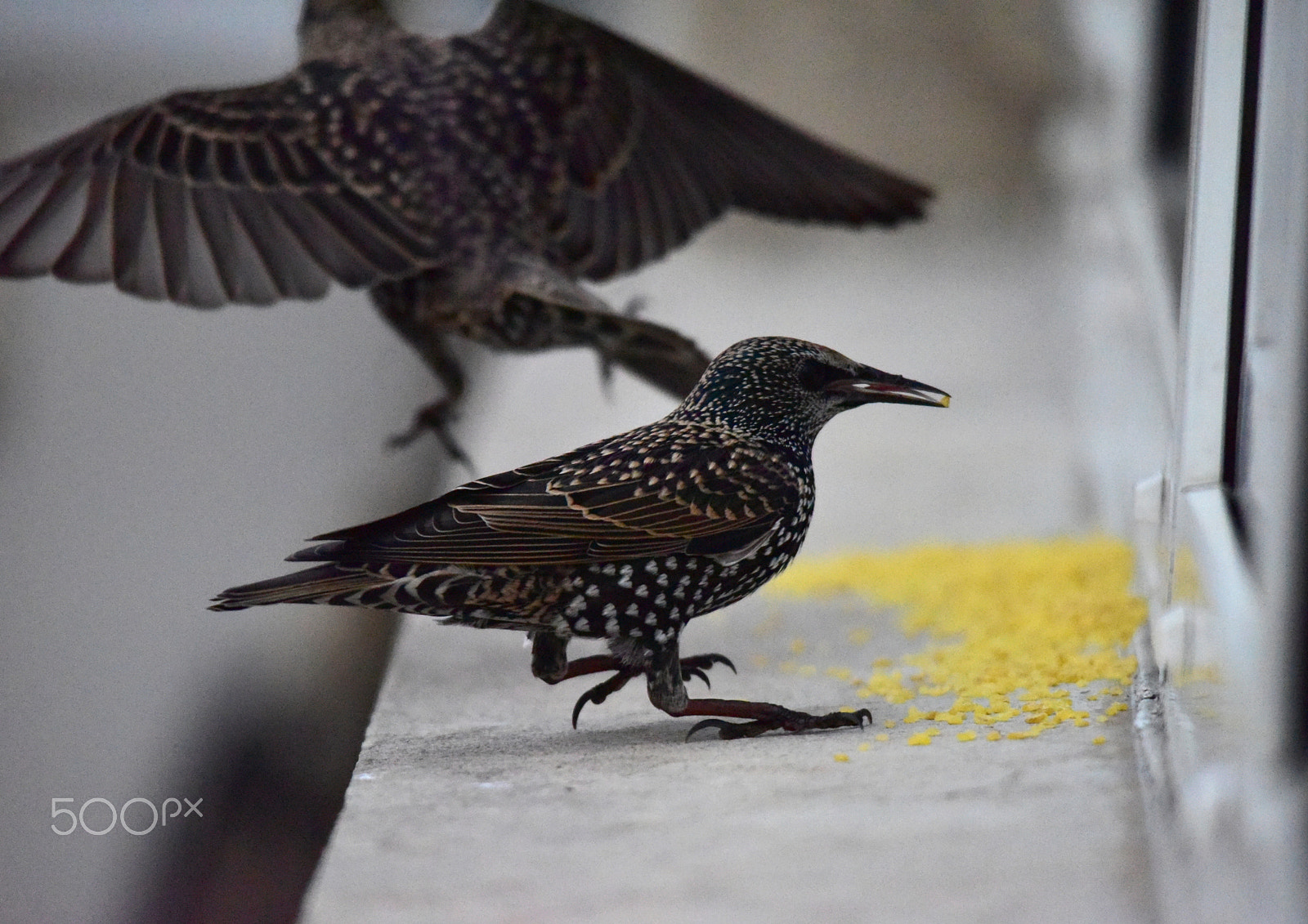 Sigma 150-500mm F5-6.3 DG OS HSM sample photo. Lunch photography