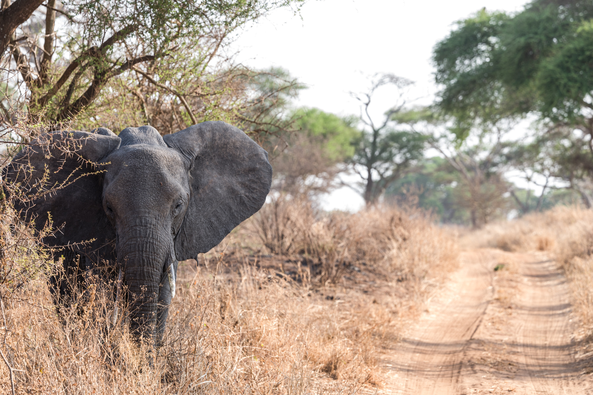 Leica SL (Typ 601) sample photo. Elephant photography