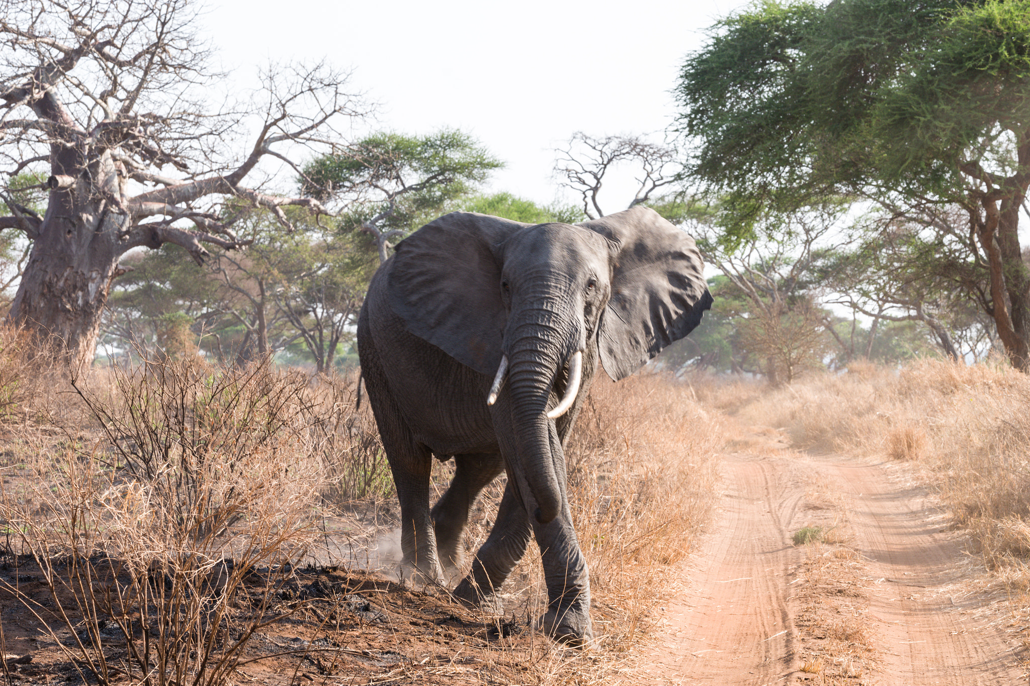 Leica SL (Typ 601) sample photo. Elephant crossing photography