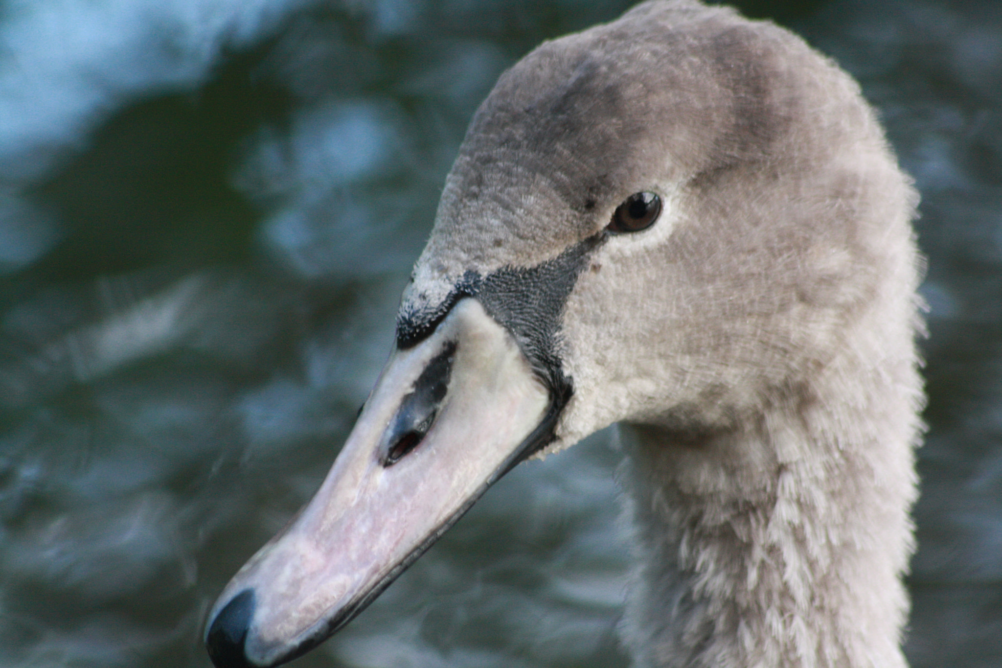 Sigma 70-300mm F4-5.6 APO DG Macro sample photo. Swan 01 photography