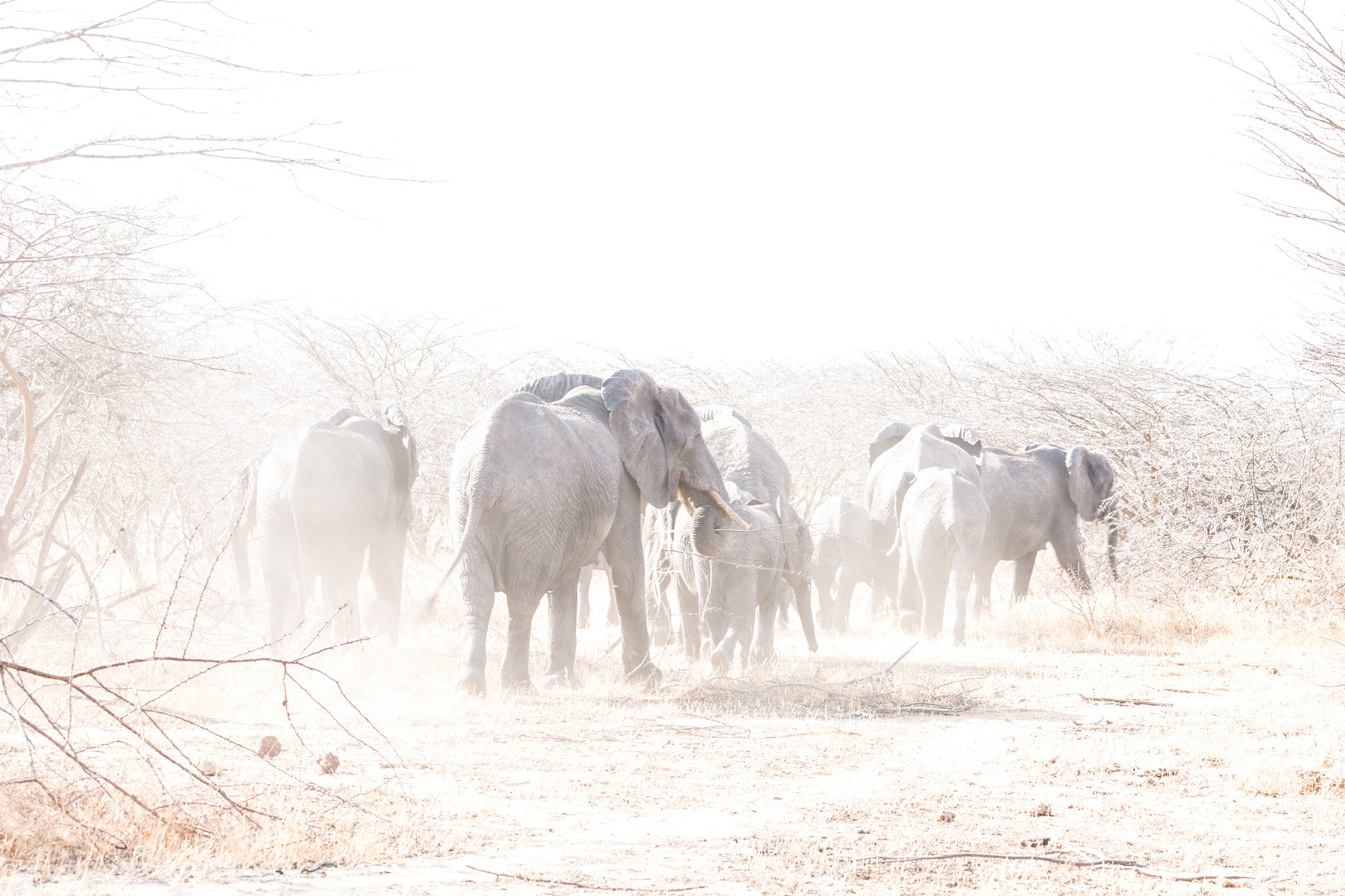 Leica SL (Typ 601) sample photo. Elephants photography