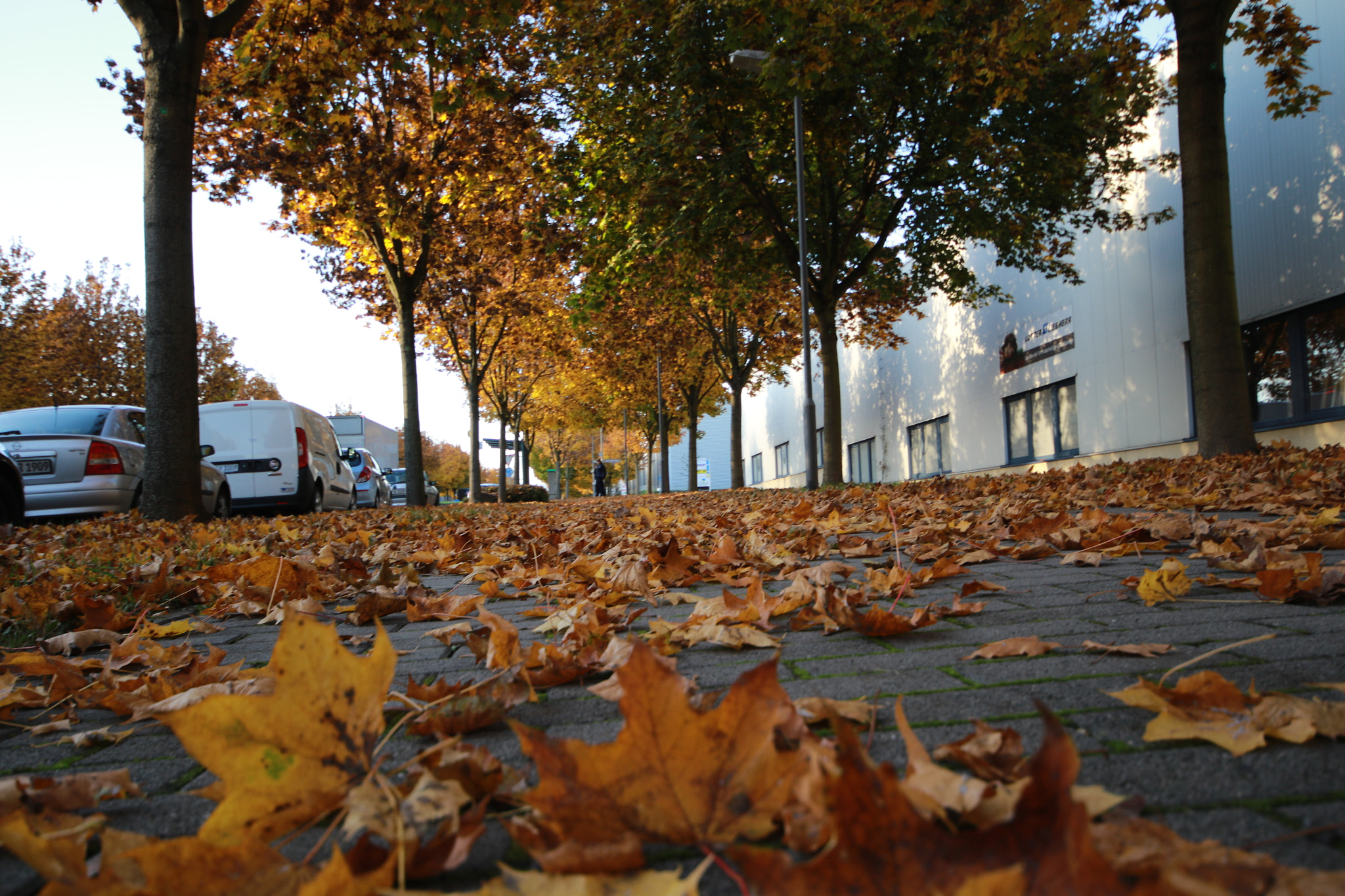 Sigma 10-20mm F4-5.6 EX DC HSM sample photo. Autumn street view with full of alour full trees photography