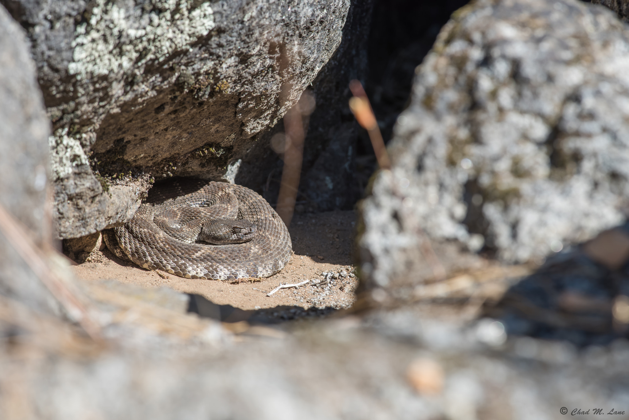 Nikon D810 sample photo. Northern pacific rattlesnake (crotalus oreganus). photography