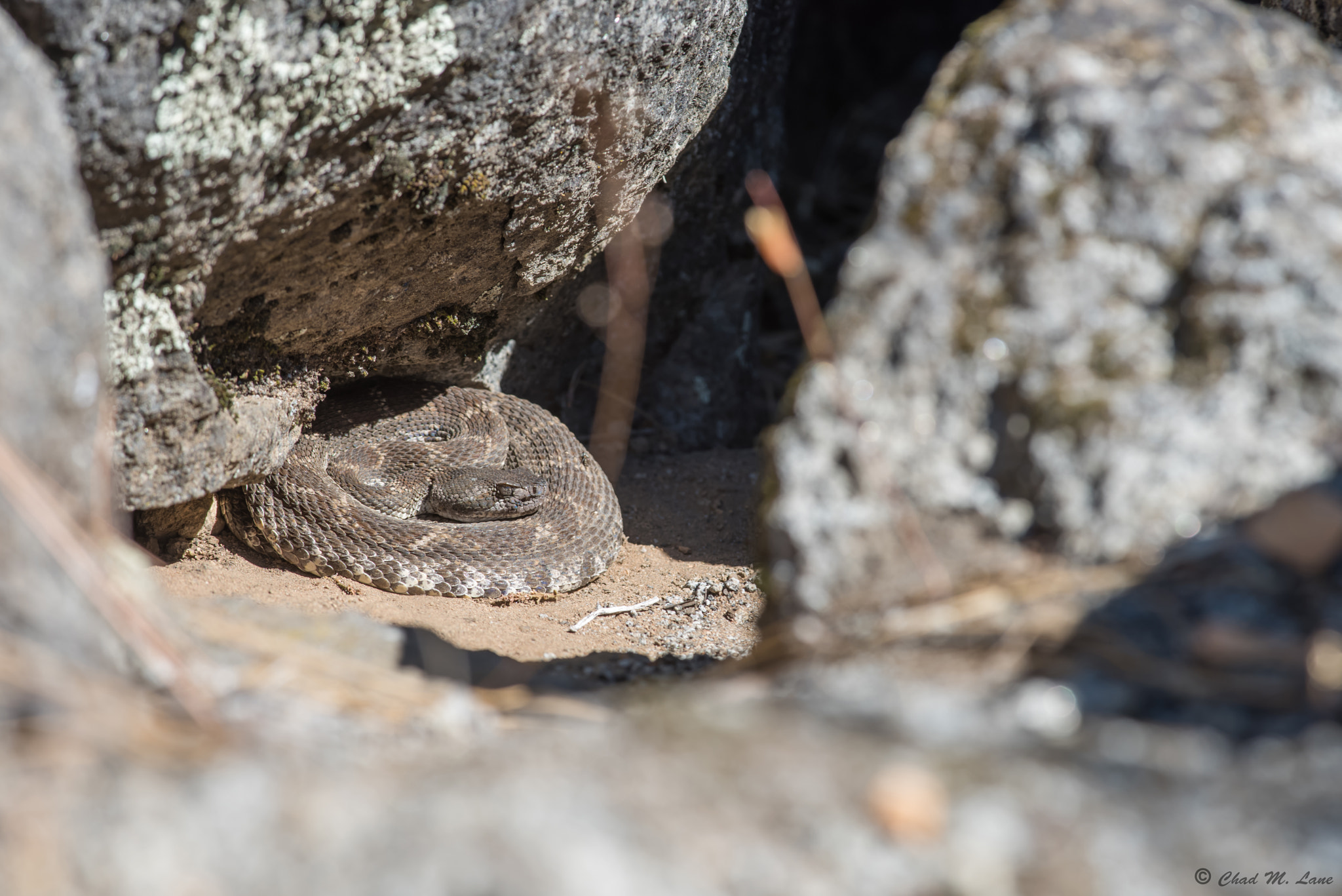 Nikon D810 + Nikon AF-S Nikkor 300mm F4D ED-IF sample photo. Northern pacific rattlesnake (crotalus oreganus). photography