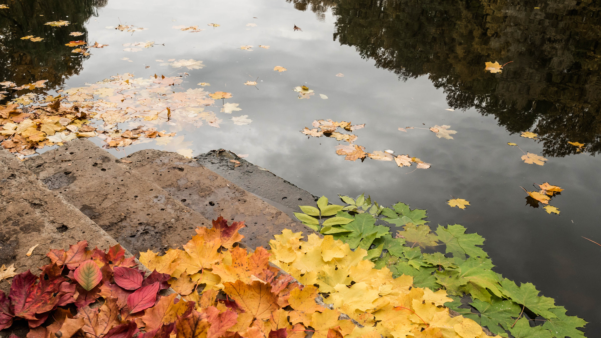 Panasonic Lumix DMC-GH4 + Olympus M.Zuiko Digital ED 7-14mm F2.8 PRO sample photo. Autumn leaves photography