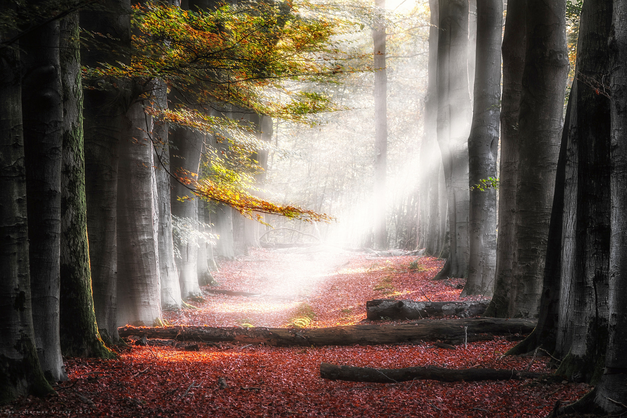 Canon EF 50-200mm f/3.5-4.5 sample photo. Sunbeams in autumn.. photography