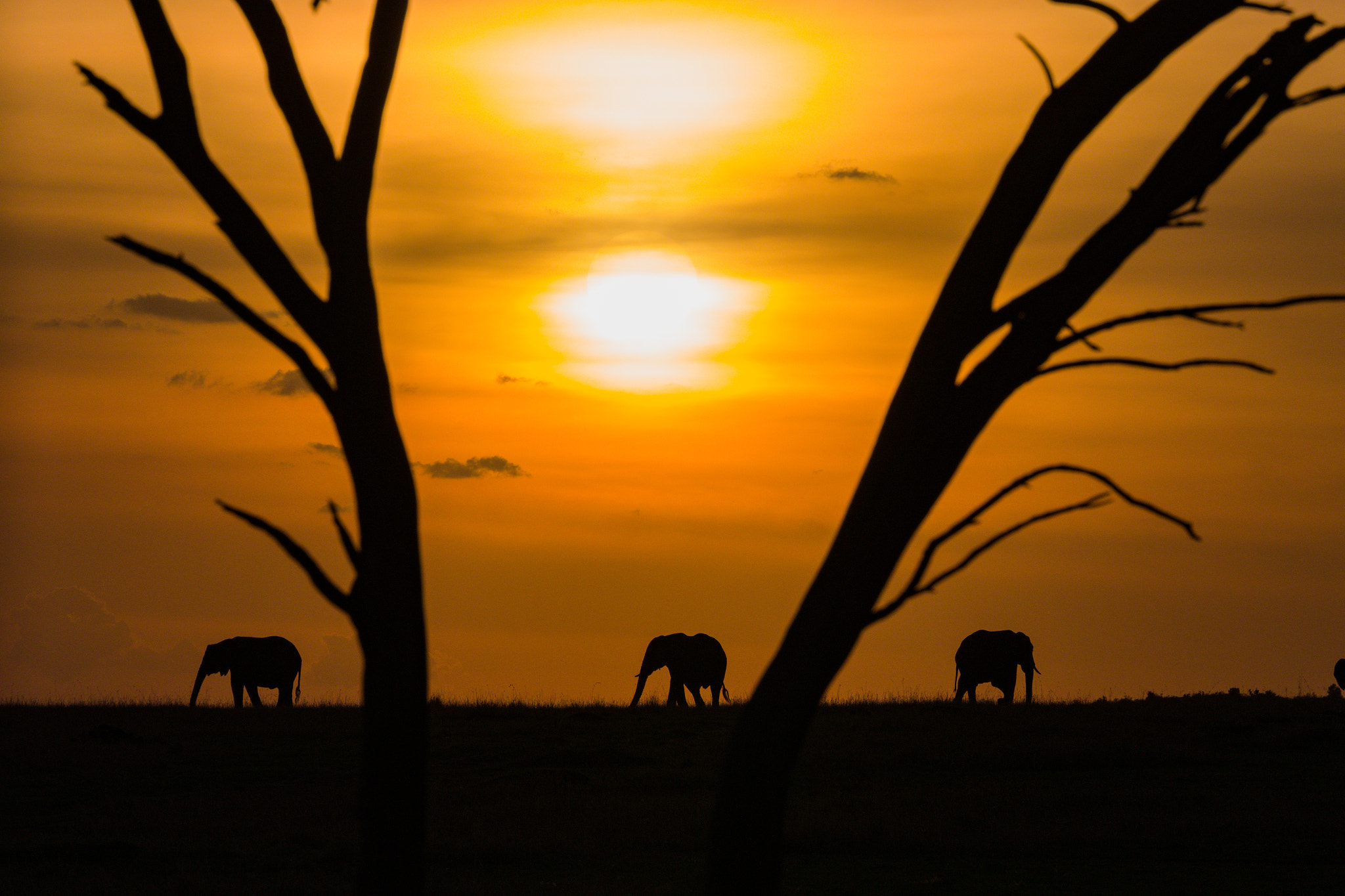 Leica SL (Typ 601) sample photo. Elephant sunset photography