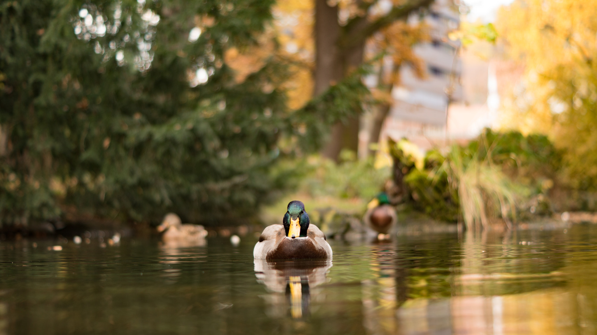 Sony ILCA-77M2 + Sony DT 50mm F1.8 SAM sample photo. Mr duck photography