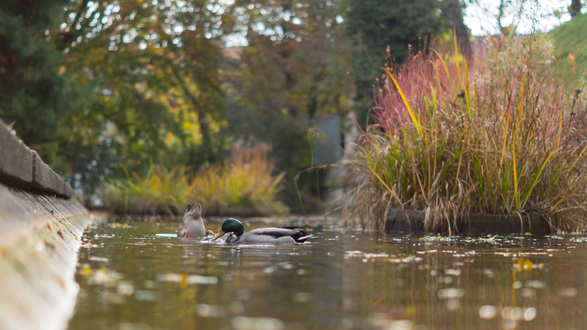 Sony ILCA-77M2 sample photo. Two ducks photography