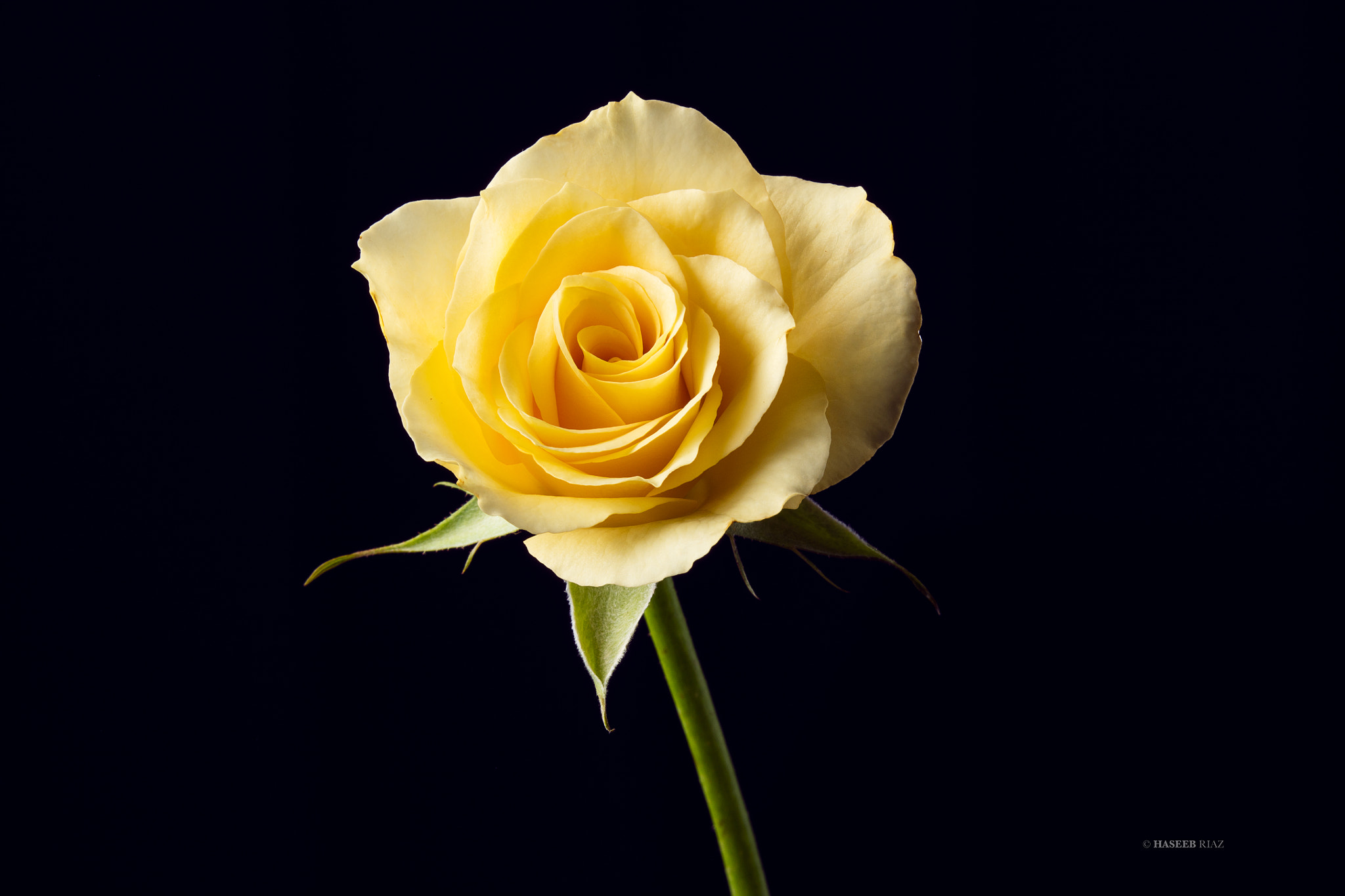 Canon EOS 5DS sample photo. Rose photography