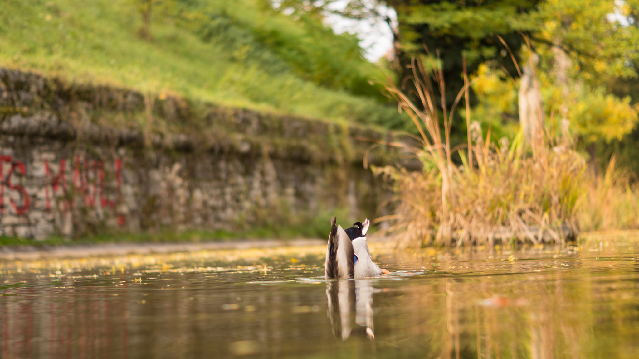 Sony ILCA-77M2 + Sony DT 50mm F1.8 SAM sample photo. Upside-down world photography