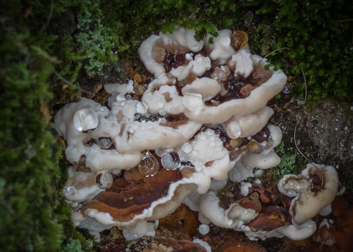 Canon EOS 760D (EOS Rebel T6s / EOS 8000D) sample photo. Droplet mushrooms photography
