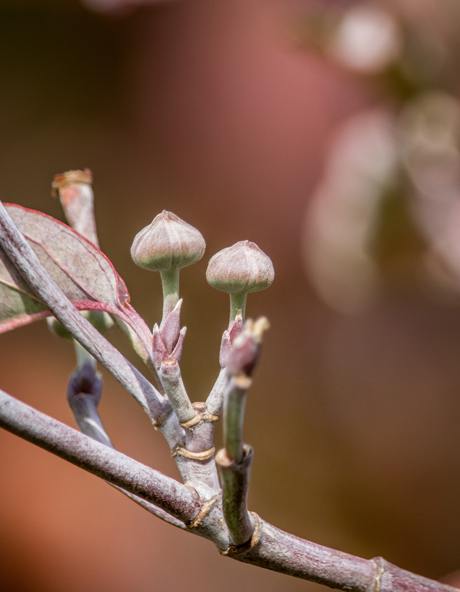 Canon EOS 760D (EOS Rebel T6s / EOS 8000D) sample photo. Dgwood photography