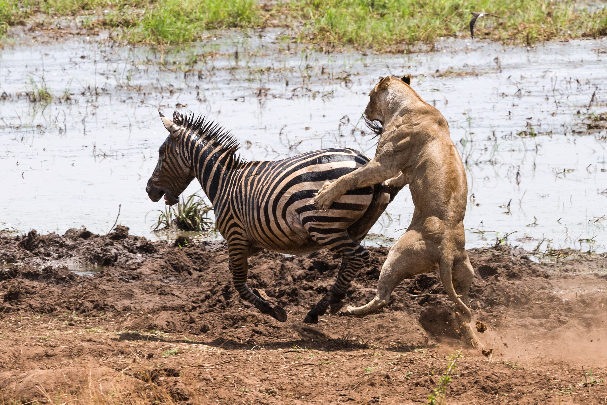 Leica SL (Typ 601) sample photo. Lion zebra kill 1 photography