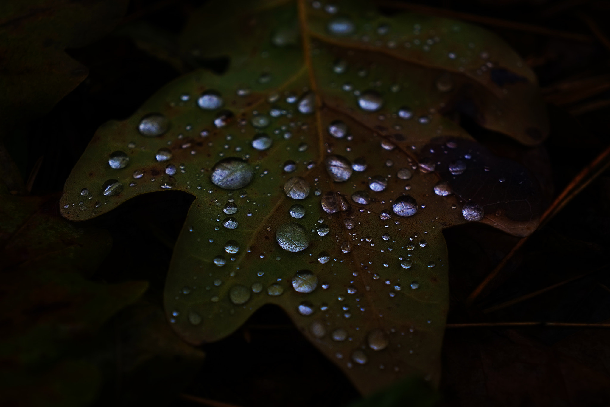 Sony E 18-55mm F3.5-5.6 OSS sample photo. Dsc photography