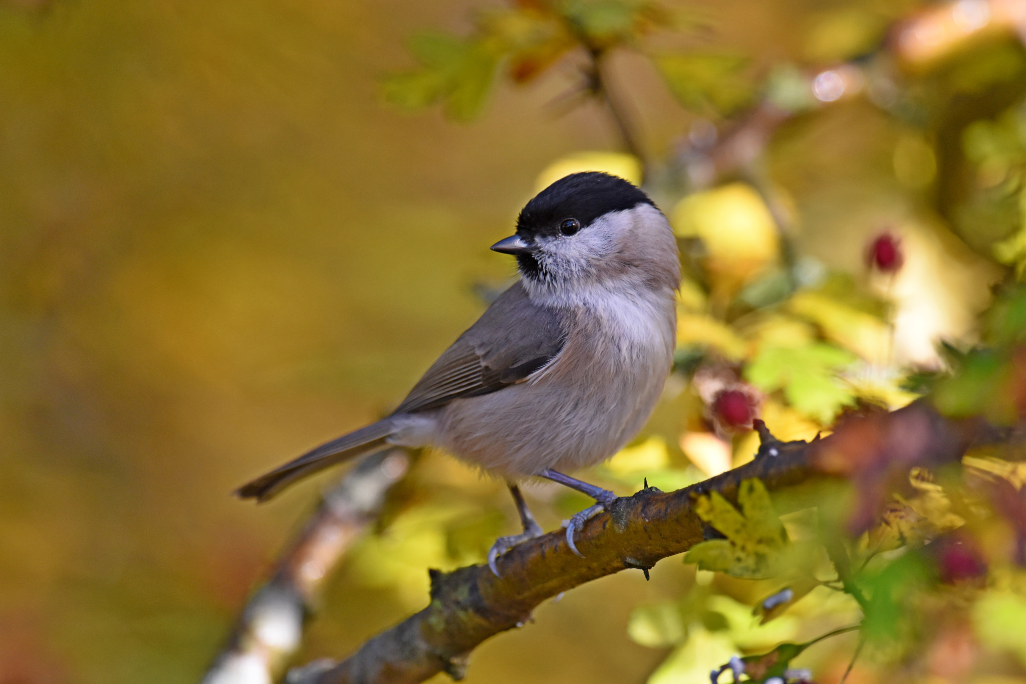 Nikon D7200 sample photo. Marsh tit photography