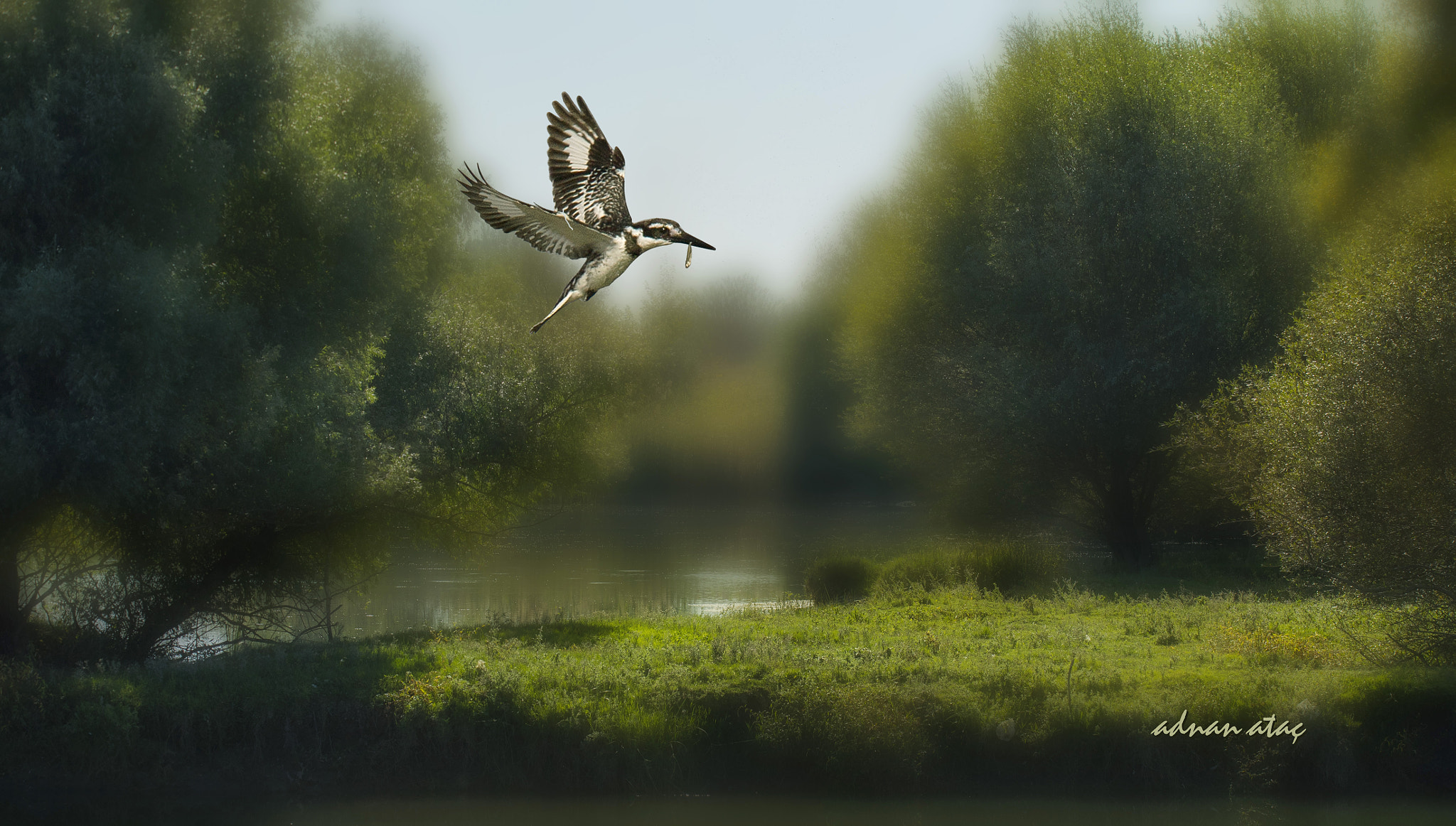 Sigma 150-600mm F5-6.3 DG OS HSM | S sample photo. Alaca yalıçapkını - pied kingfisher - ceryle rudis photography