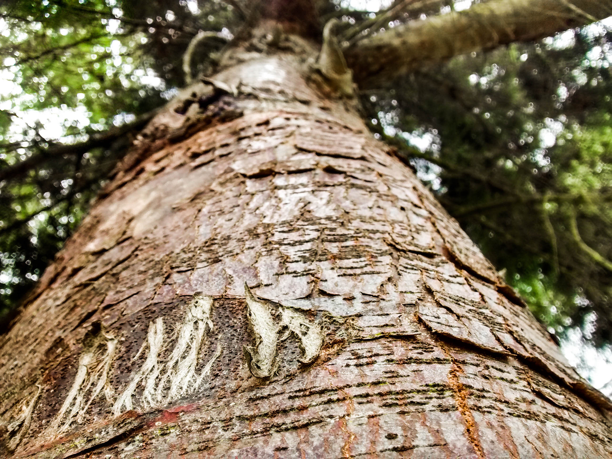 Motorola Moto G with 4G LTE (1st Gen) sample photo. Pine tree photography