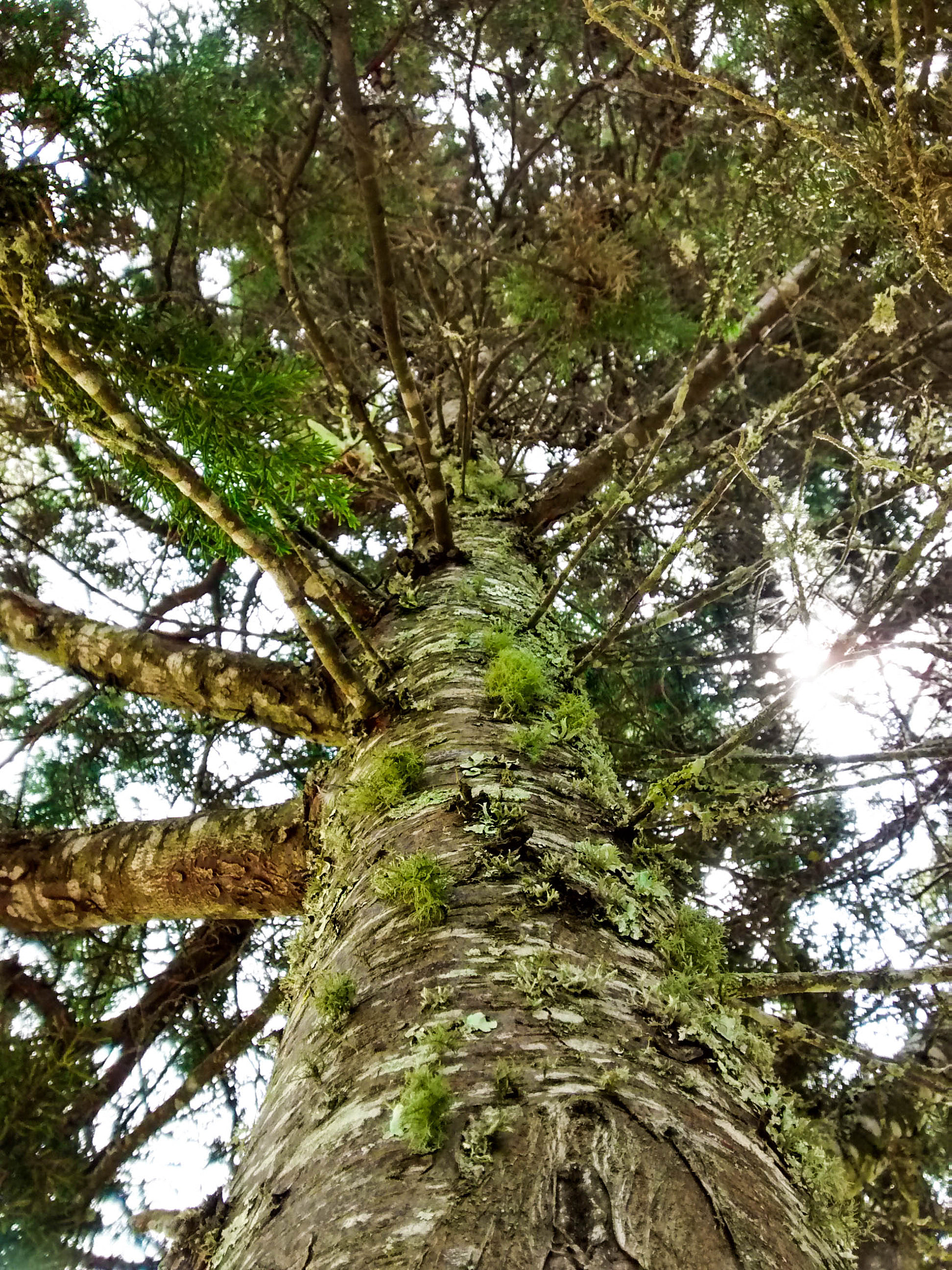 Motorola Moto G with 4G LTE (1st Gen) sample photo. Pine tree photography