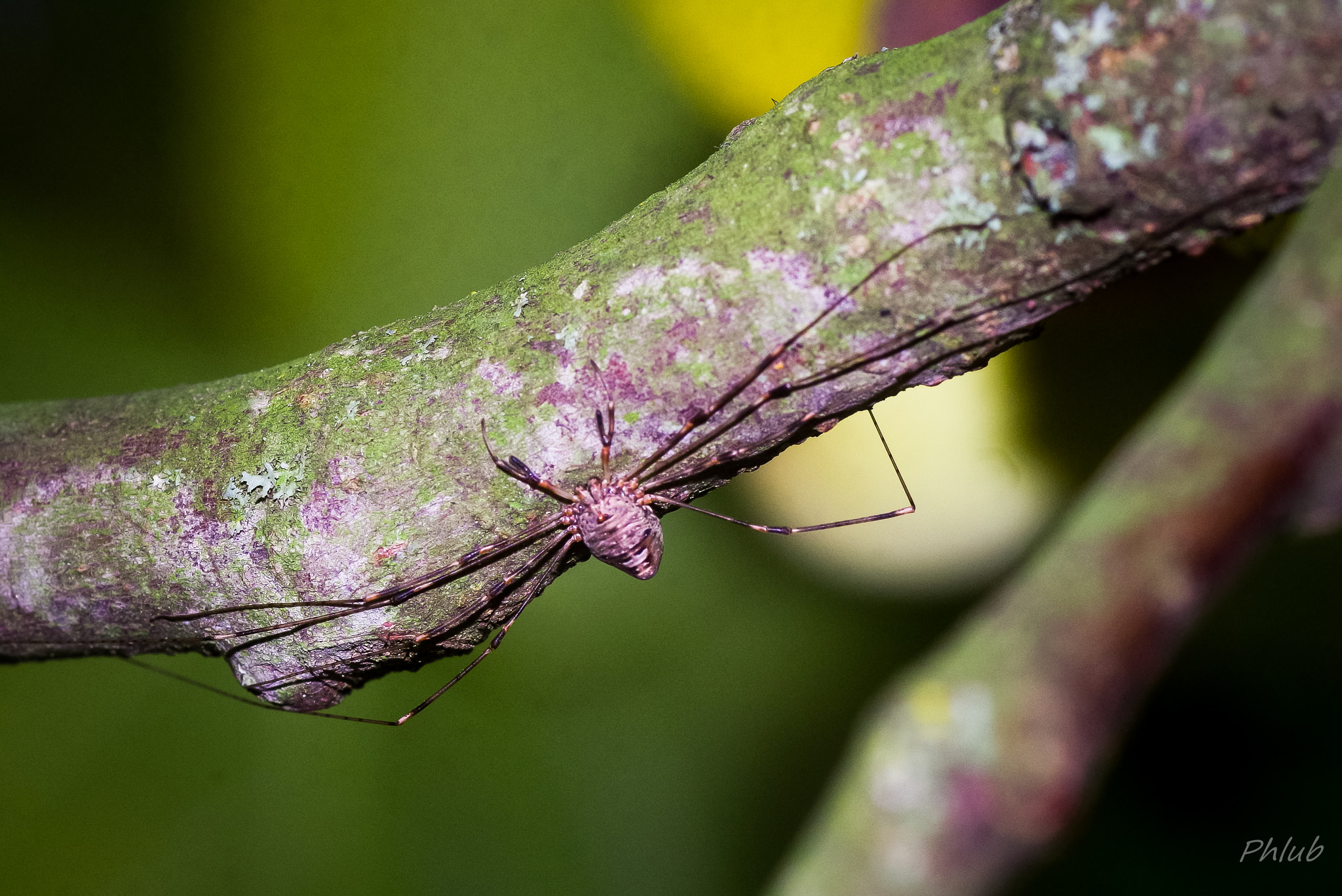 Tamron SP AF 90mm F2.8 Di Macro sample photo. L'opilion du figuier photography