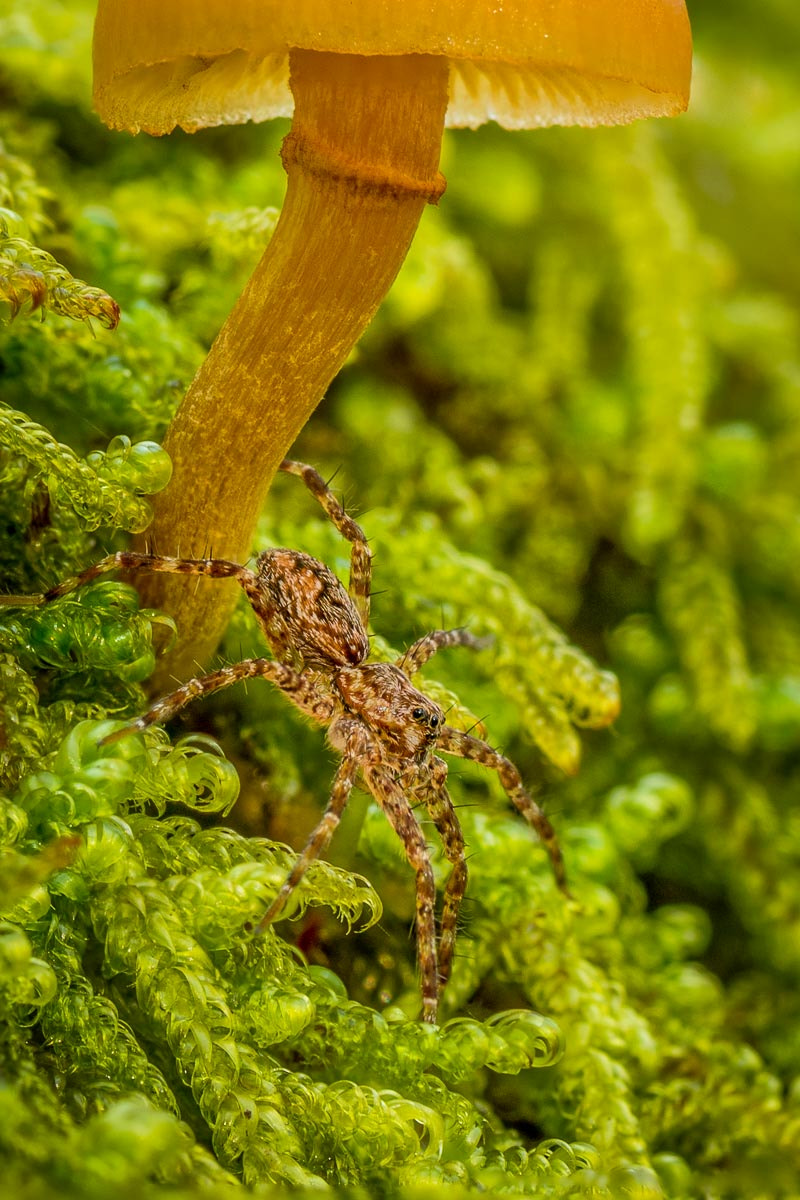 Nikon D810 sample photo. Spider and mushroom on mossy log photography