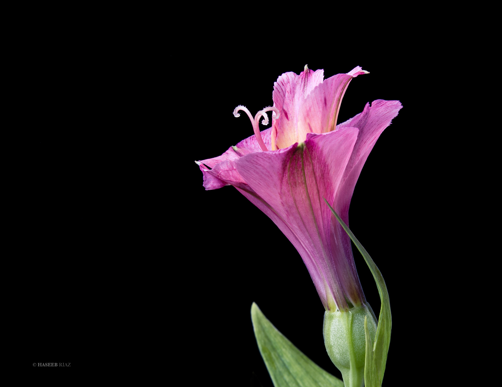 Canon EOS 5DS sample photo. Flower photography