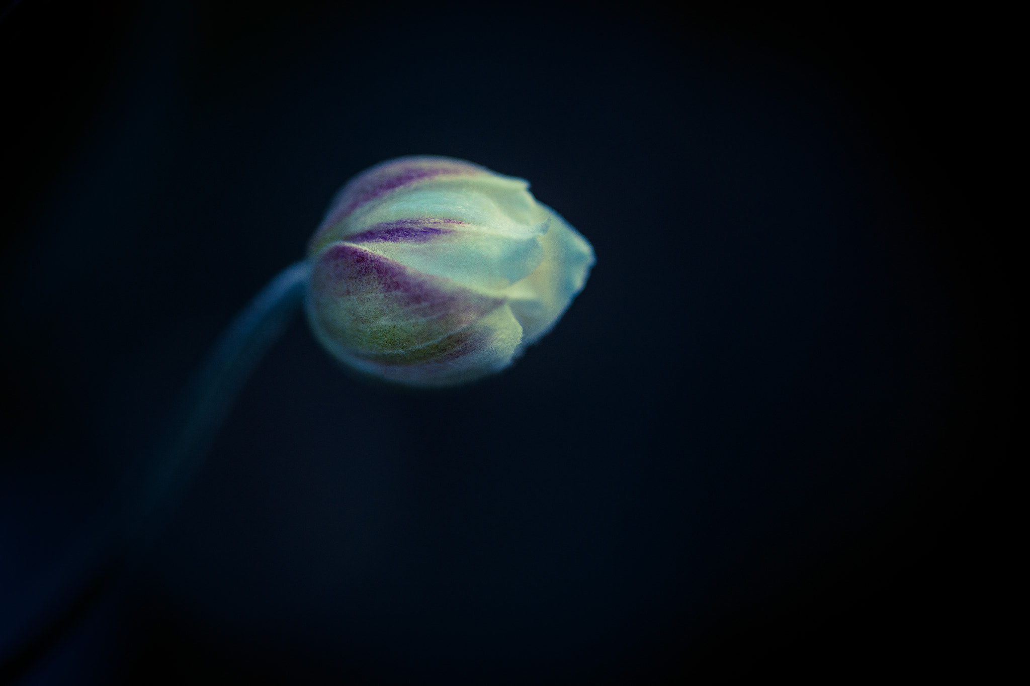 Canon EOS 6D + Sigma 105mm F2.8 EX DG Macro sample photo. Last flower of the year photography