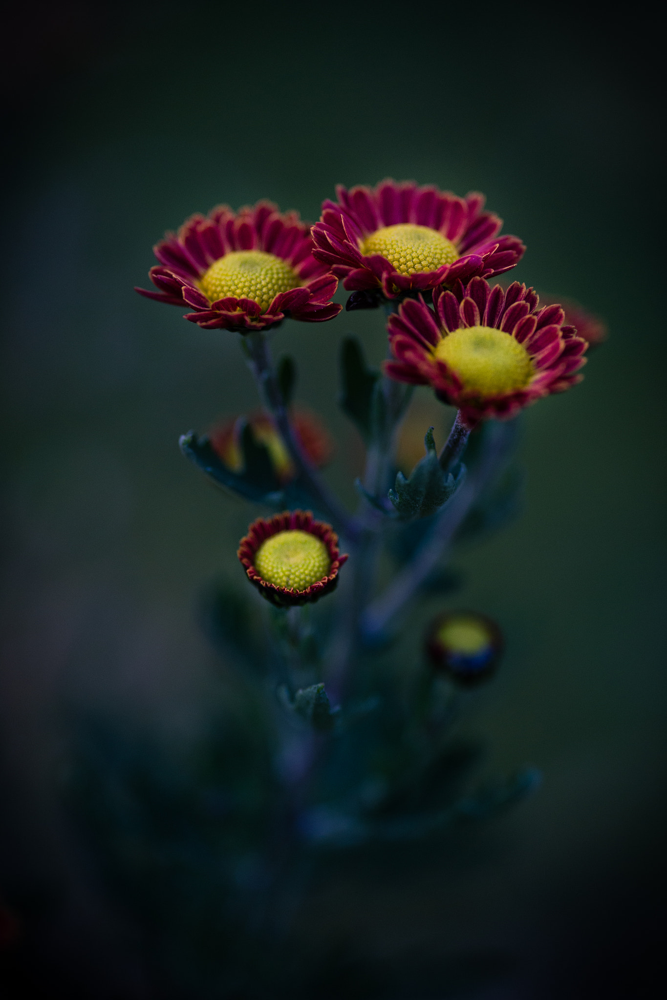 Canon EOS 6D + Sigma 105mm F2.8 EX DG Macro sample photo. Last flower of the year photography