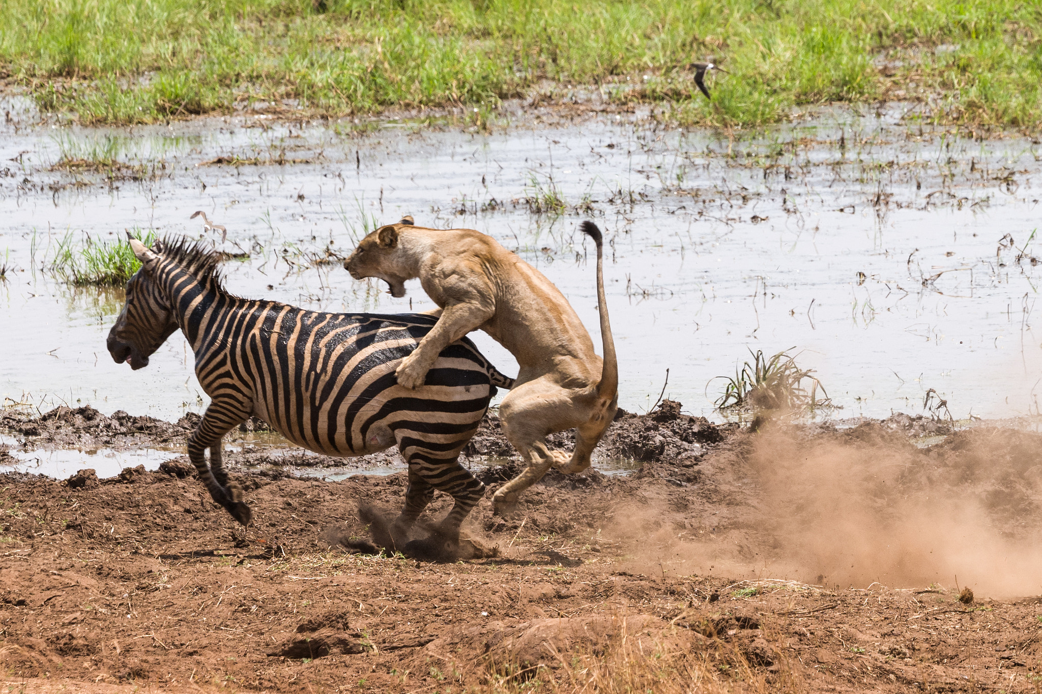 Leica SL (Typ 601) sample photo. Lion zebra kill 2 photography