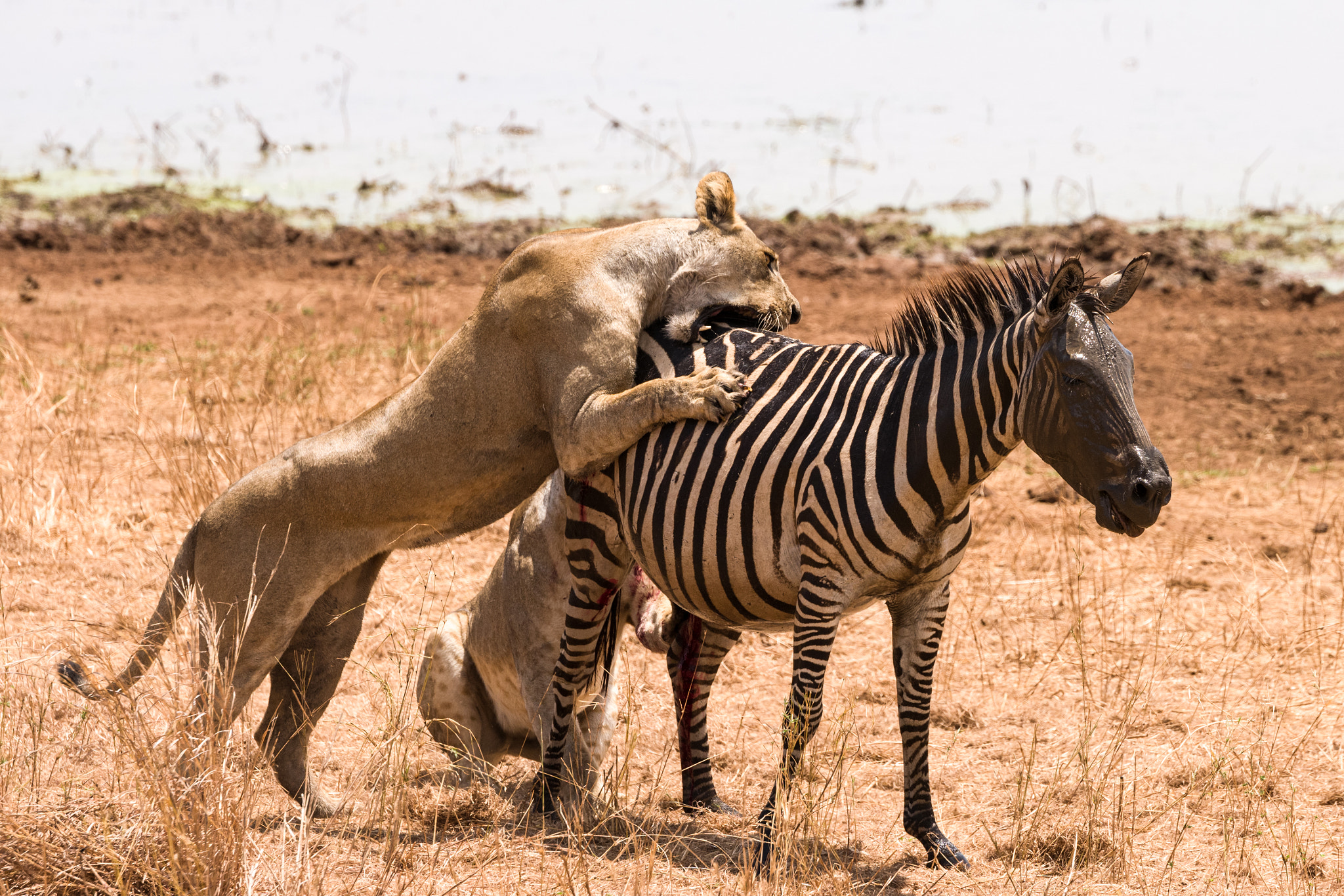 Leica SL (Typ 601) sample photo. Lion zebra kill 5 photography